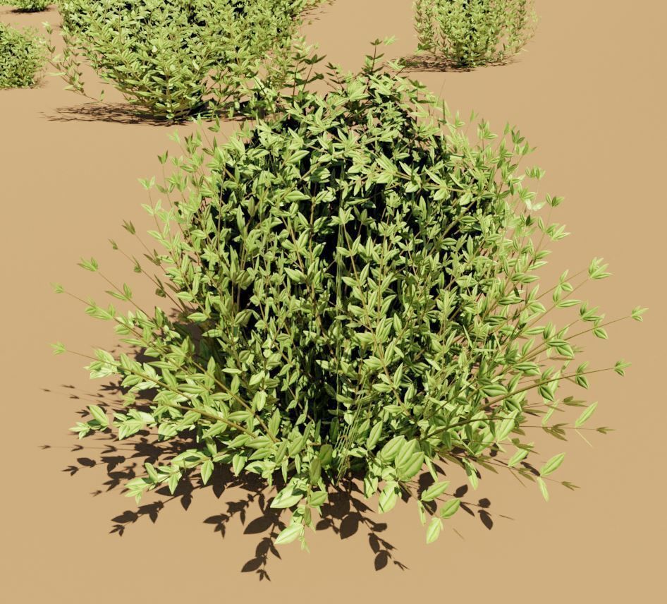 Privet Ligustrum - Rasberry - Blackberry Bushes and Hedges 3D Model Collection_12