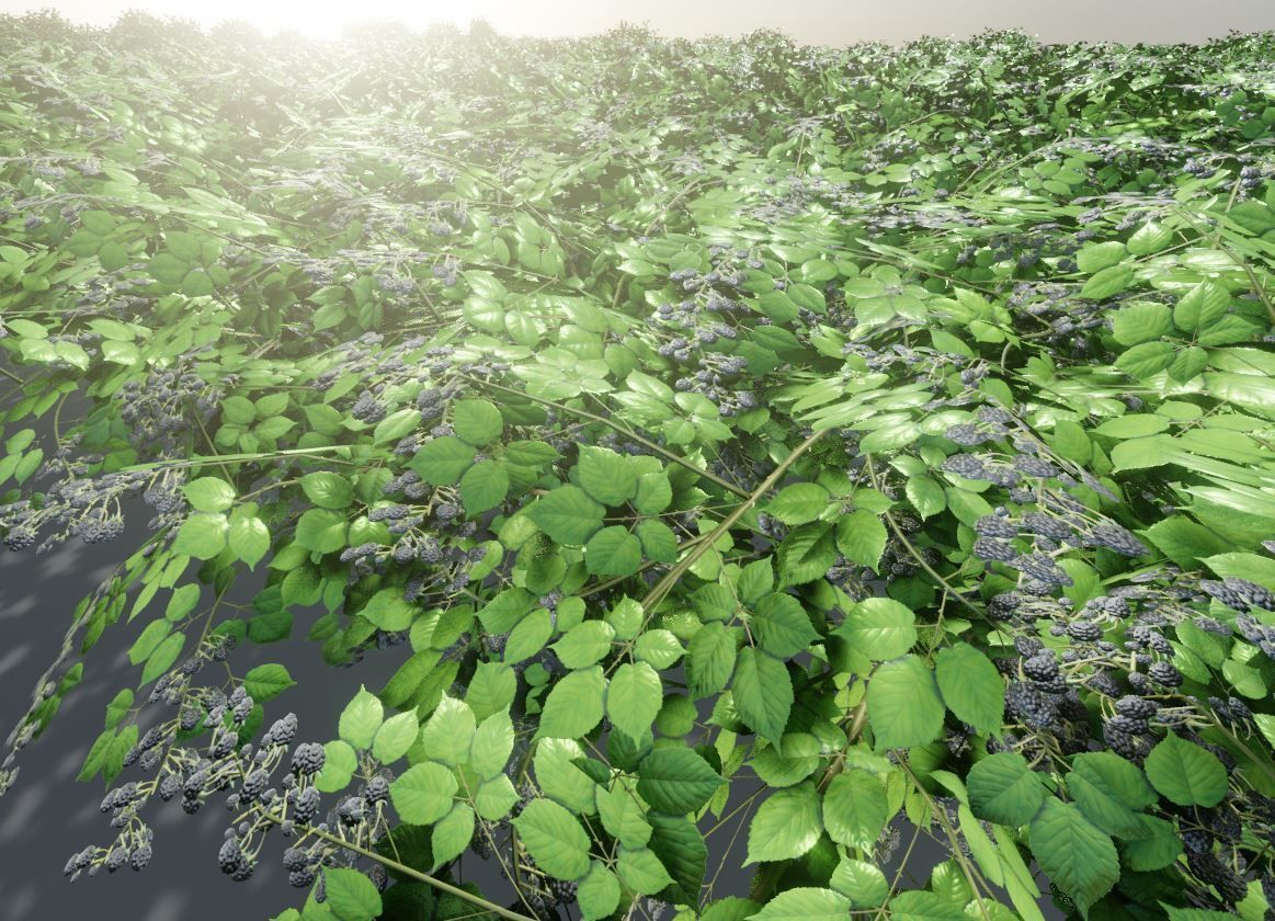 Privet Ligustrum - Rasberry - Blackberry Bushes and Hedges 3D Model Collection_36