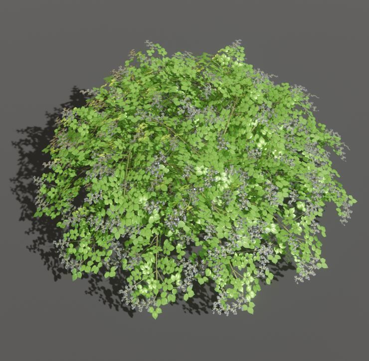 Privet Ligustrum - Rasberry - Blackberry Bushes and Hedges 3D Model Collection_34