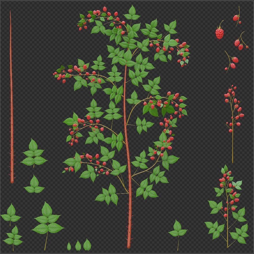 Privet Ligustrum - Rasberry - Blackberry Bushes and Hedges 3D Model Collection_58