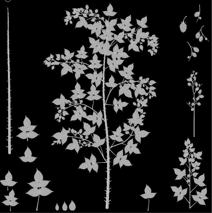 Privet Ligustrum - Rasberry - Blackberry Bushes and Hedges 3D Model Collection_49