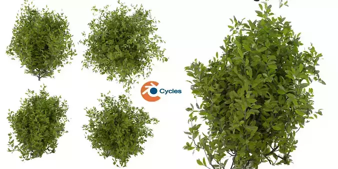 Collection plant vol 495 - Outdoor - bush - blender model
