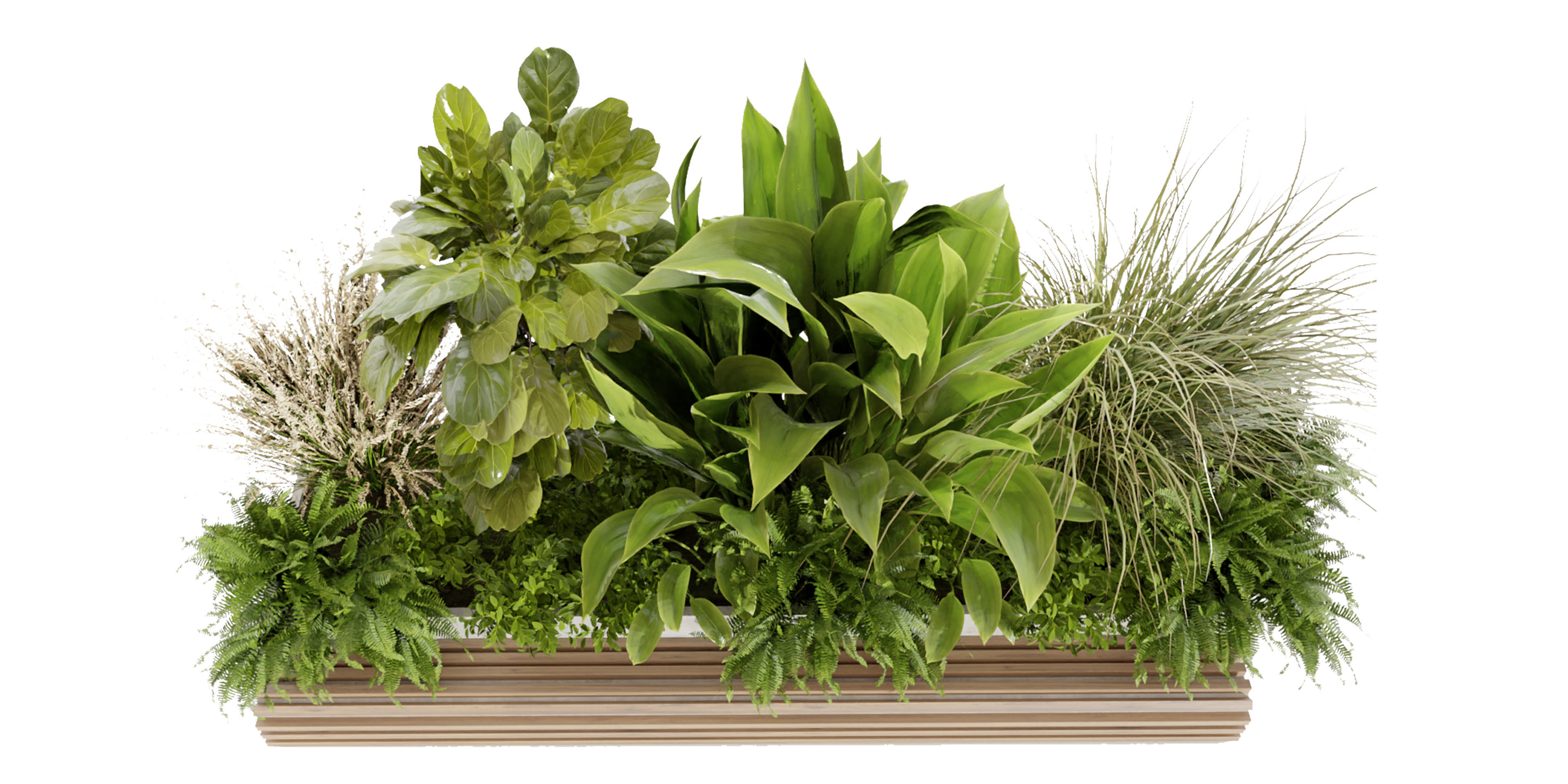 Collection plant vol 496 - garden - banana - blender model 3D model_4