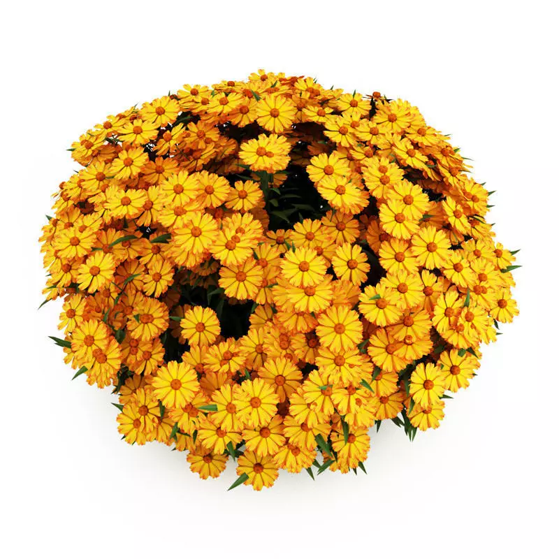 Yellow Sneezeweed 3D model_0