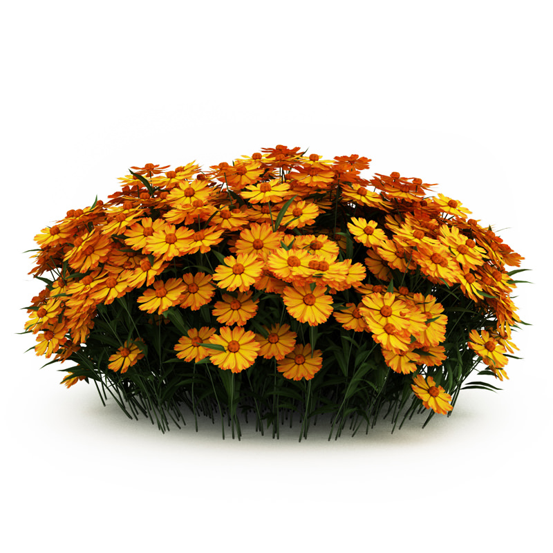 Yellow Sneezeweed 3D model_1