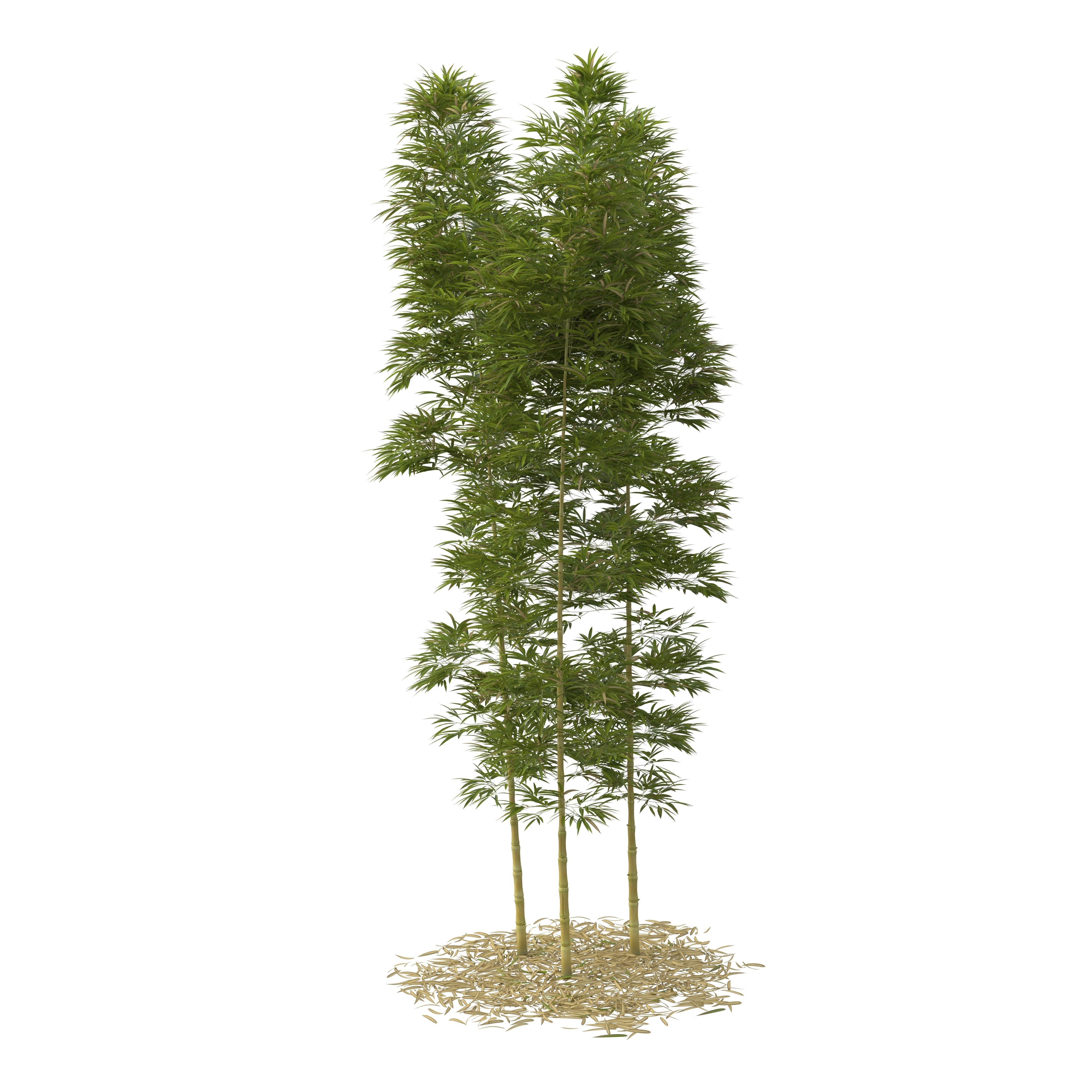 Bamboo Phyllostachys Aurea 5m 3D model_17