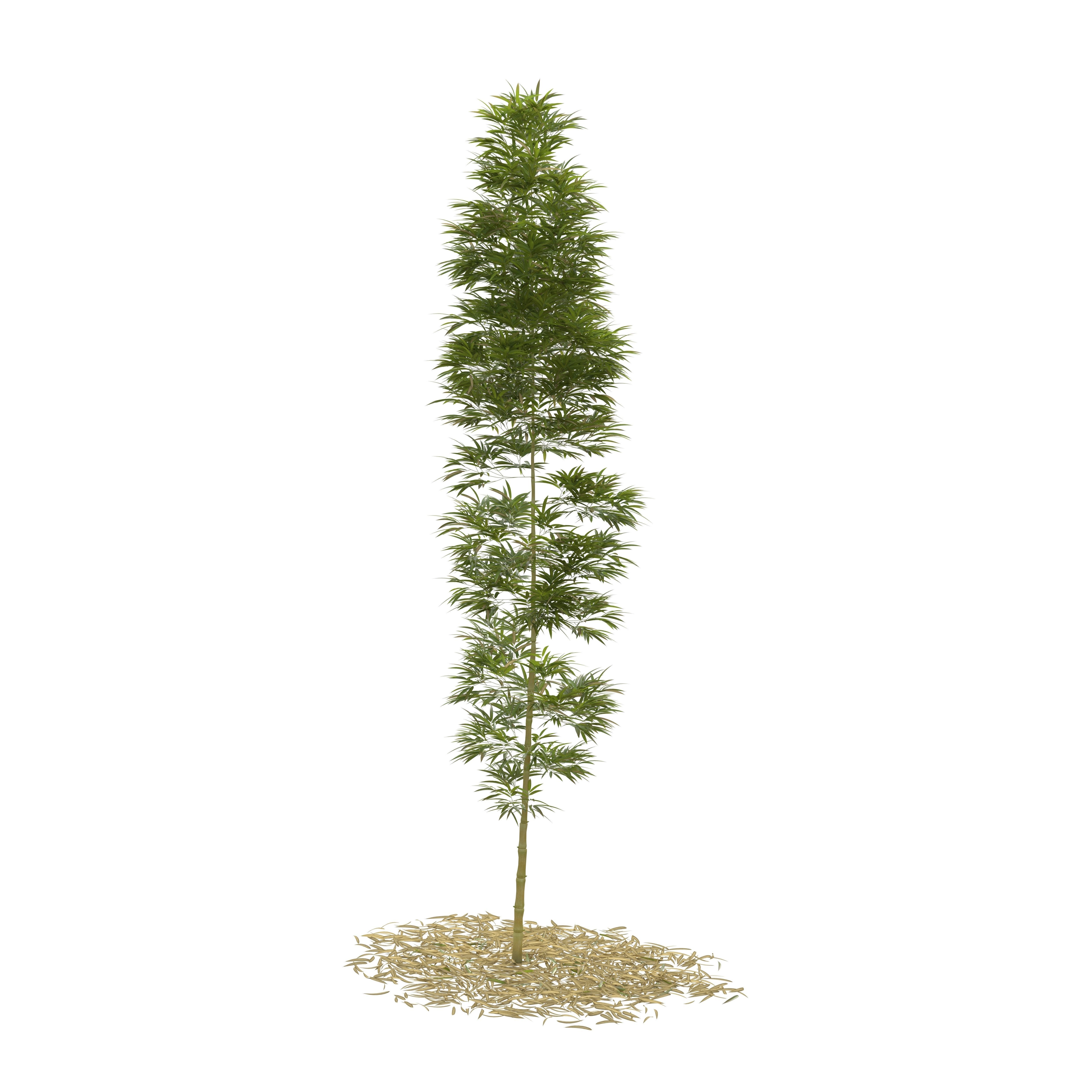 Bamboo Phyllostachys Aurea 5m 3D model_8