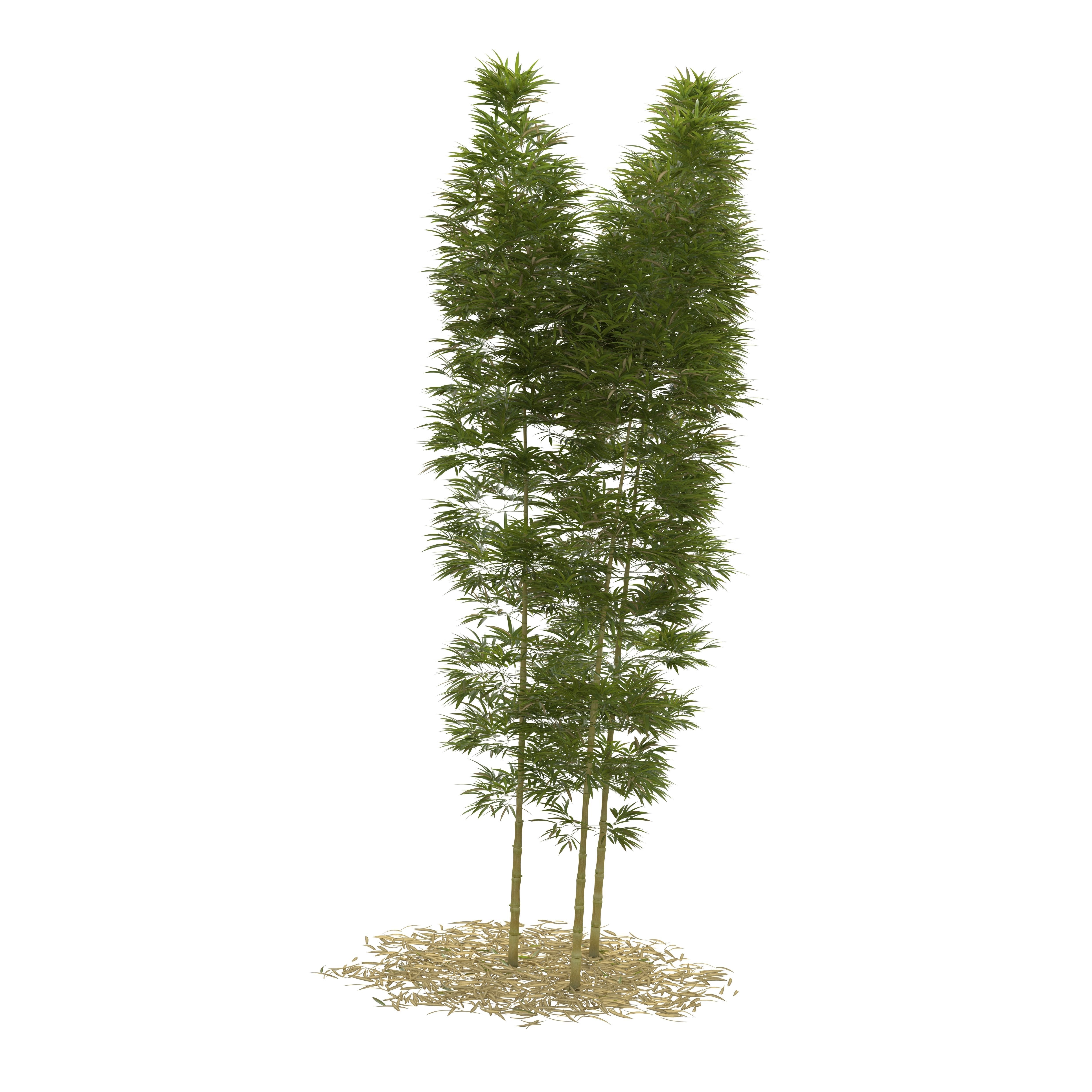 Bamboo Phyllostachys Aurea 5m 3D model_18