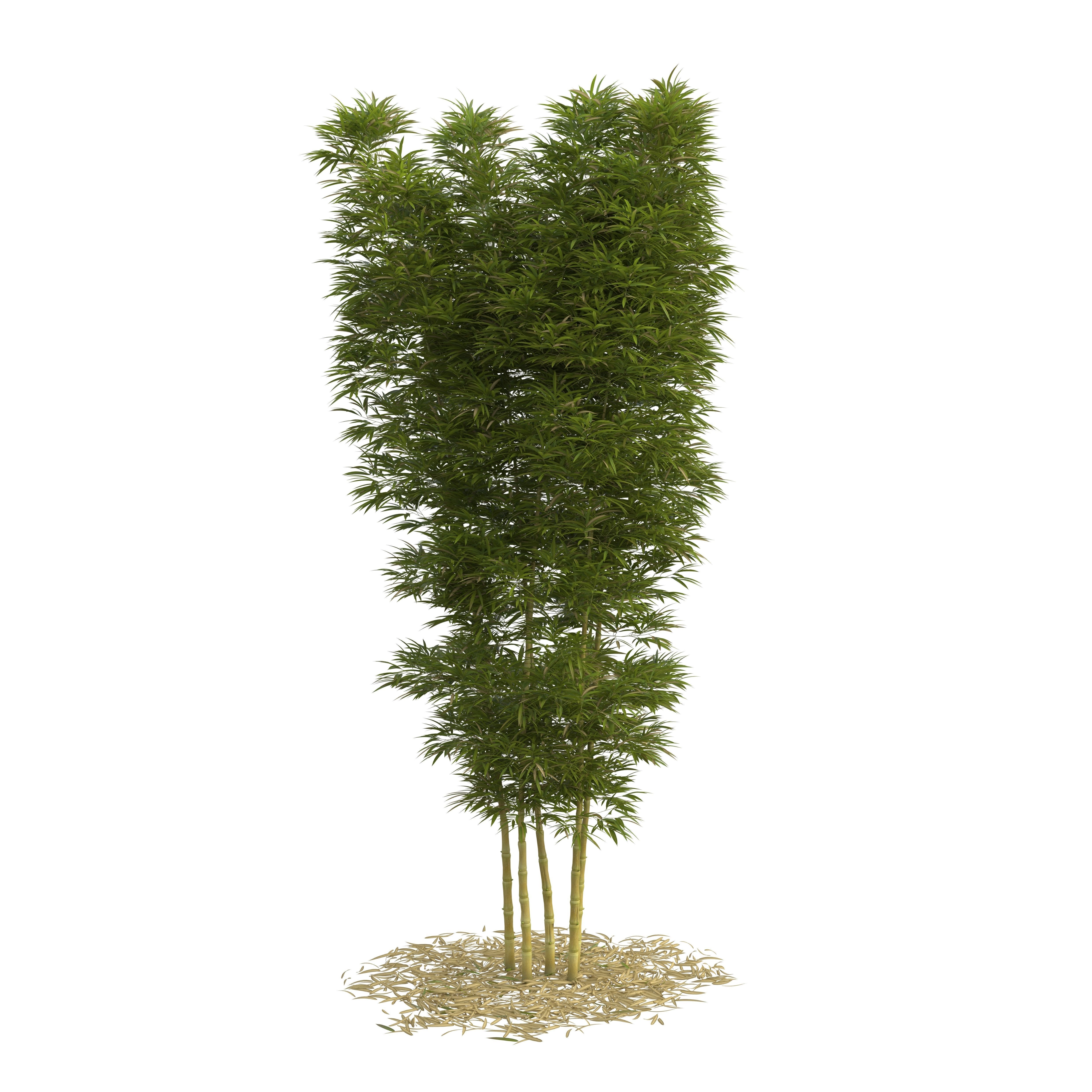 Bamboo Phyllostachys Aurea 5m 3D model_23
