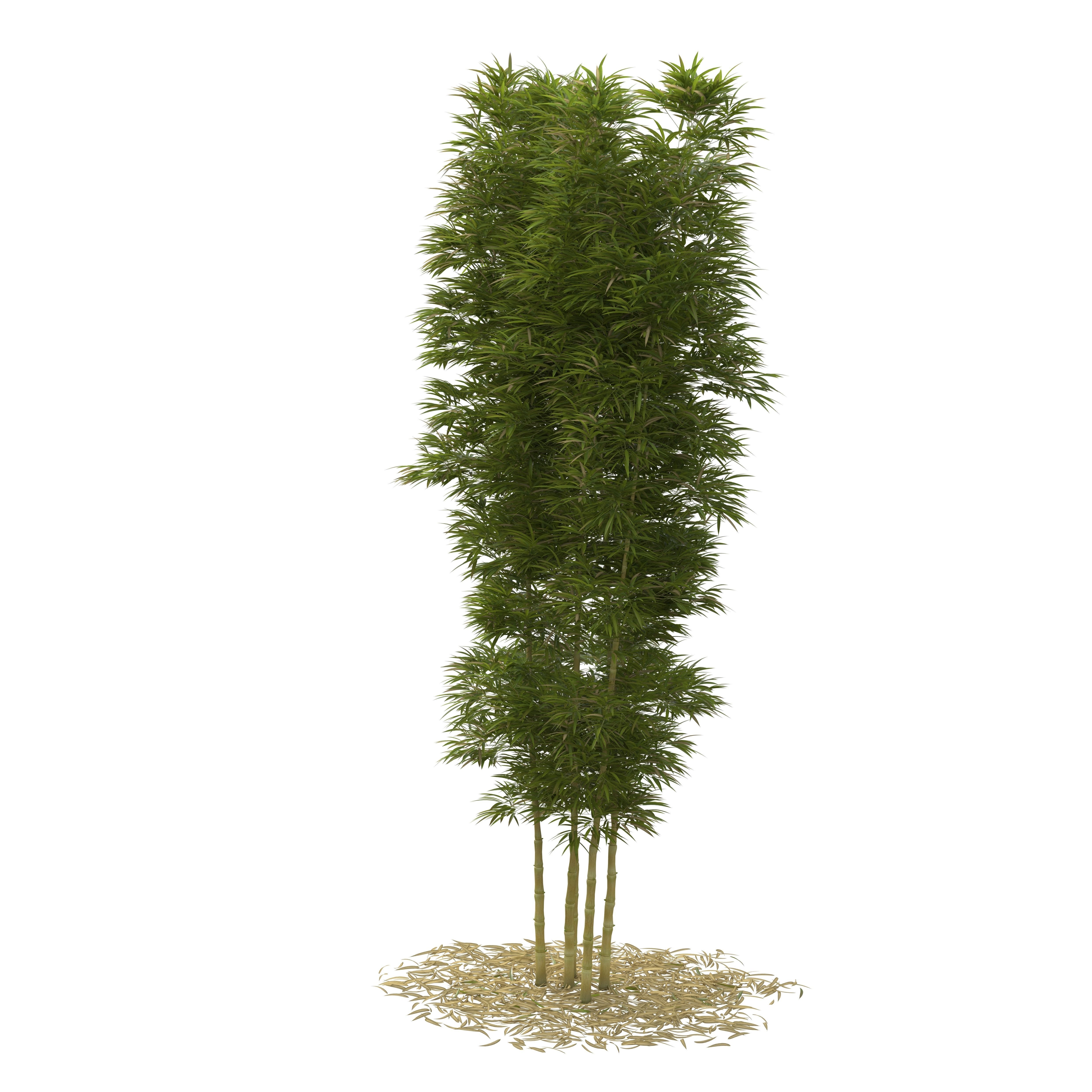 Bamboo Phyllostachys Aurea 5m 3D model_29