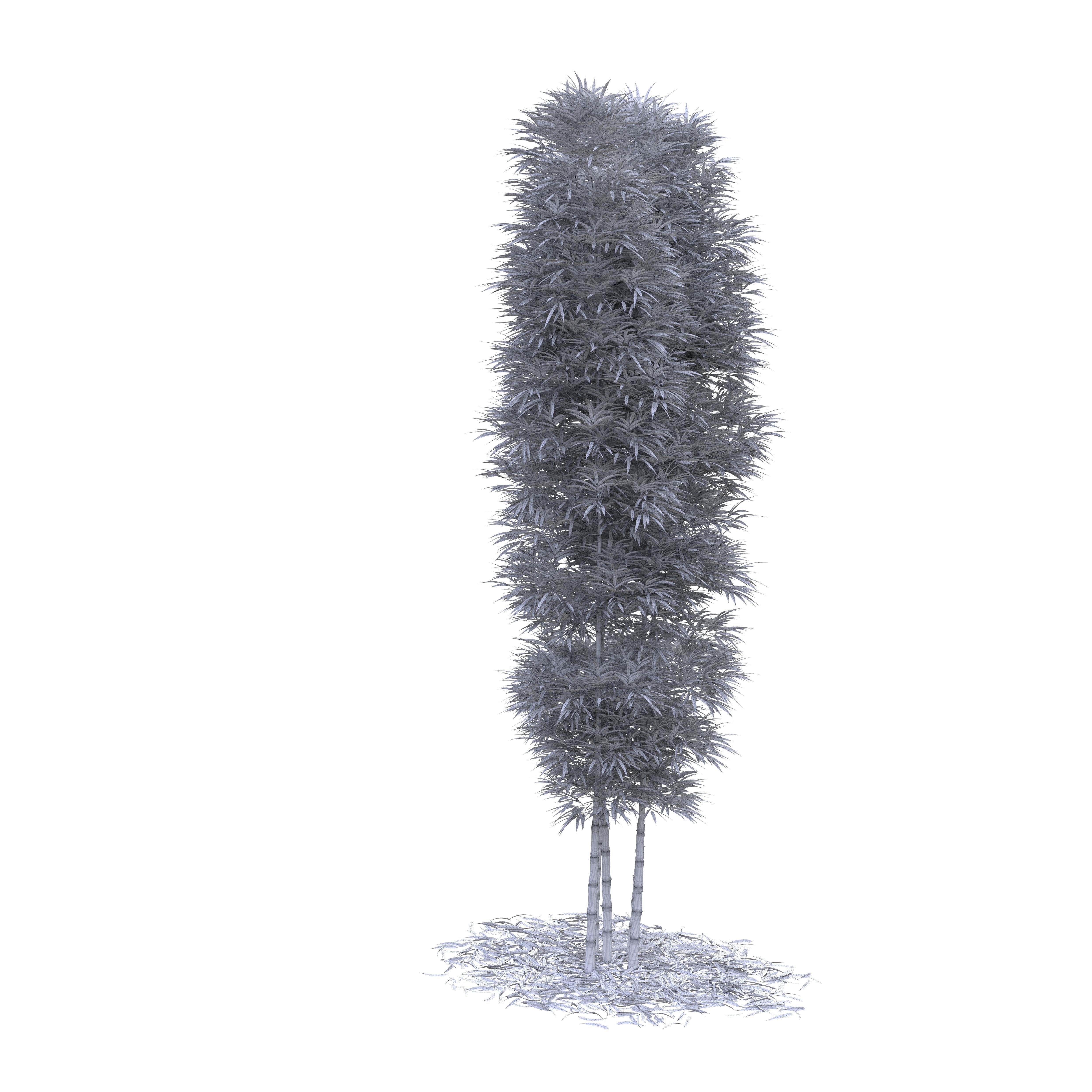 Bamboo Phyllostachys Aurea 5m 3D model_51