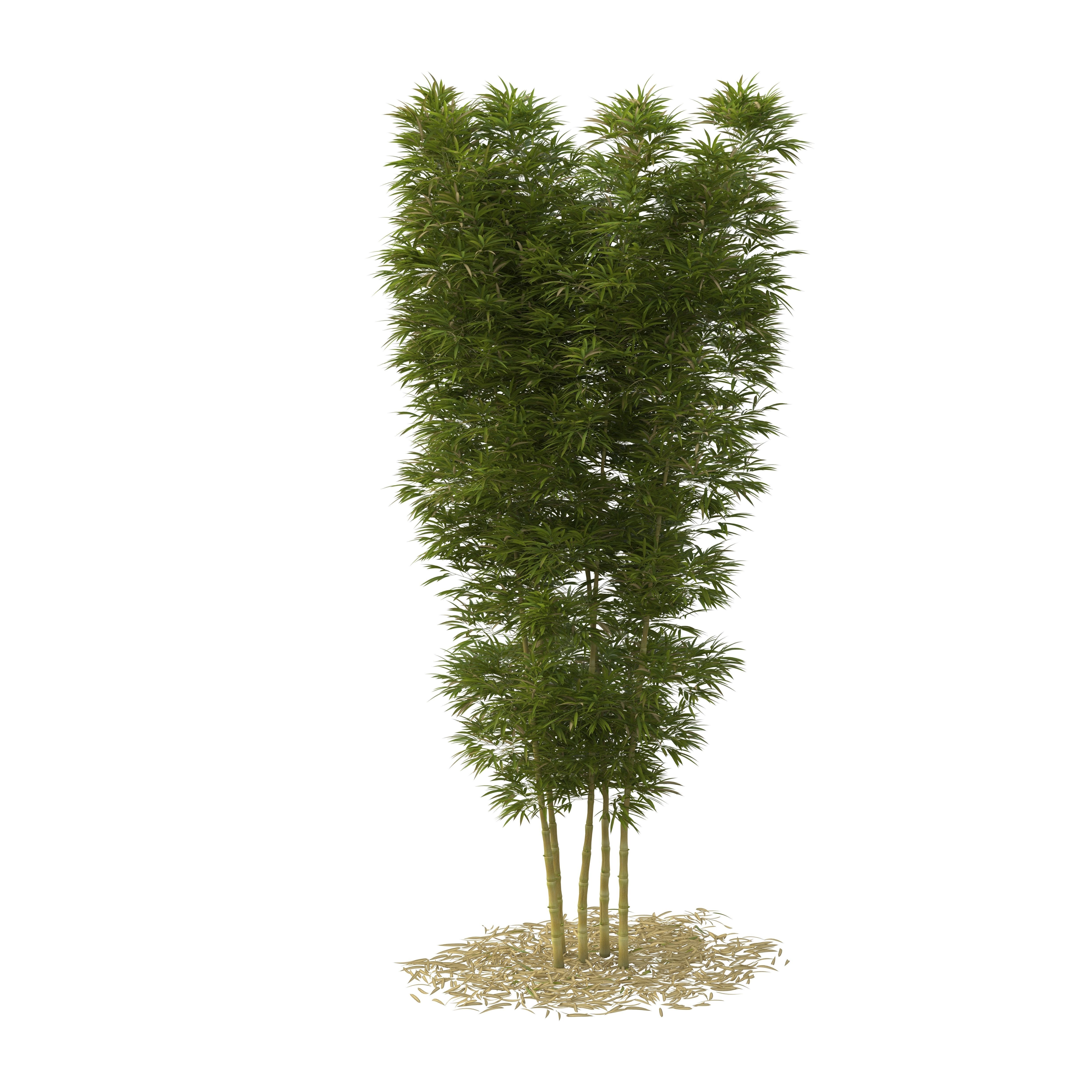 Bamboo Phyllostachys Aurea 5m 3D model_21