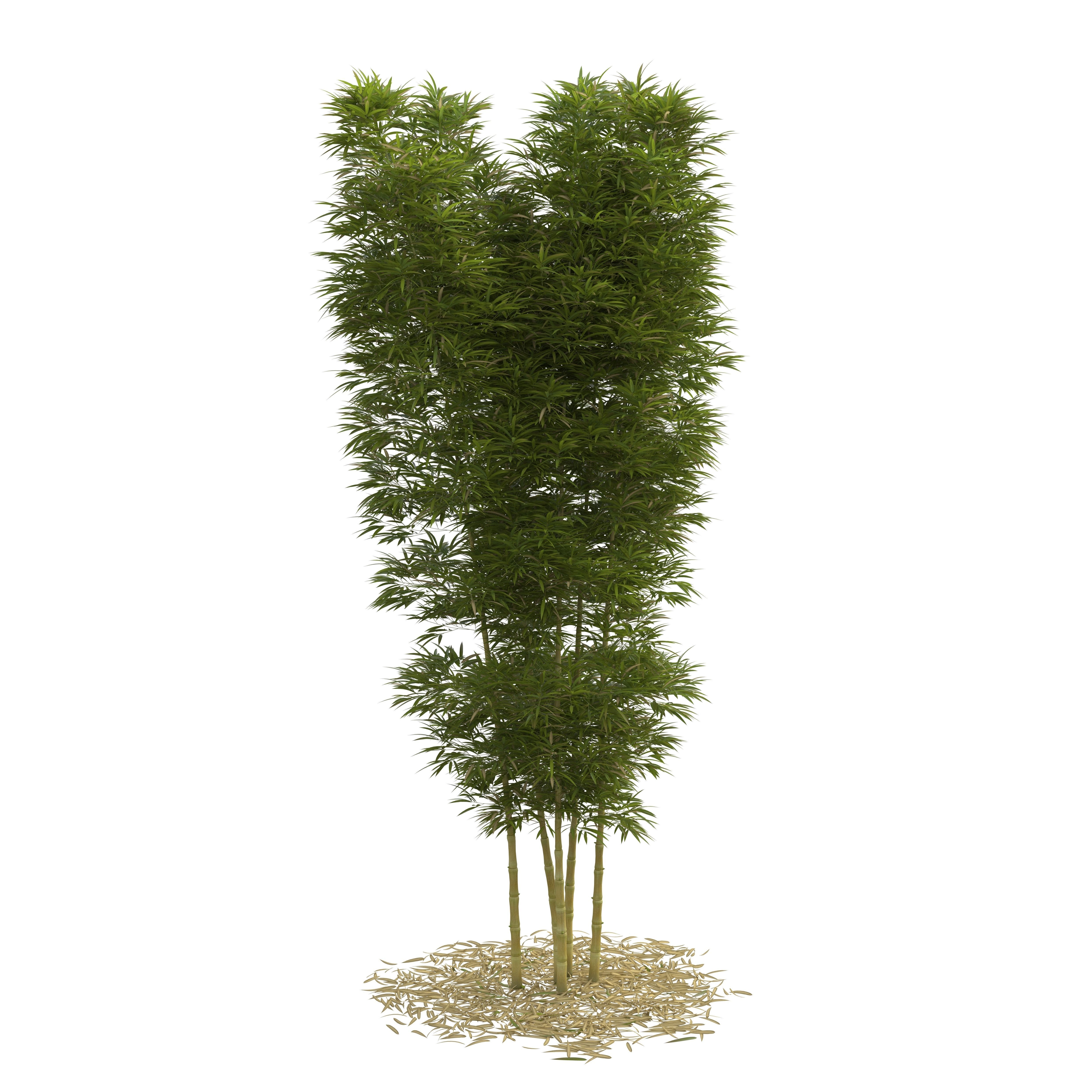 Bamboo Phyllostachys Aurea 5m 3D model_9