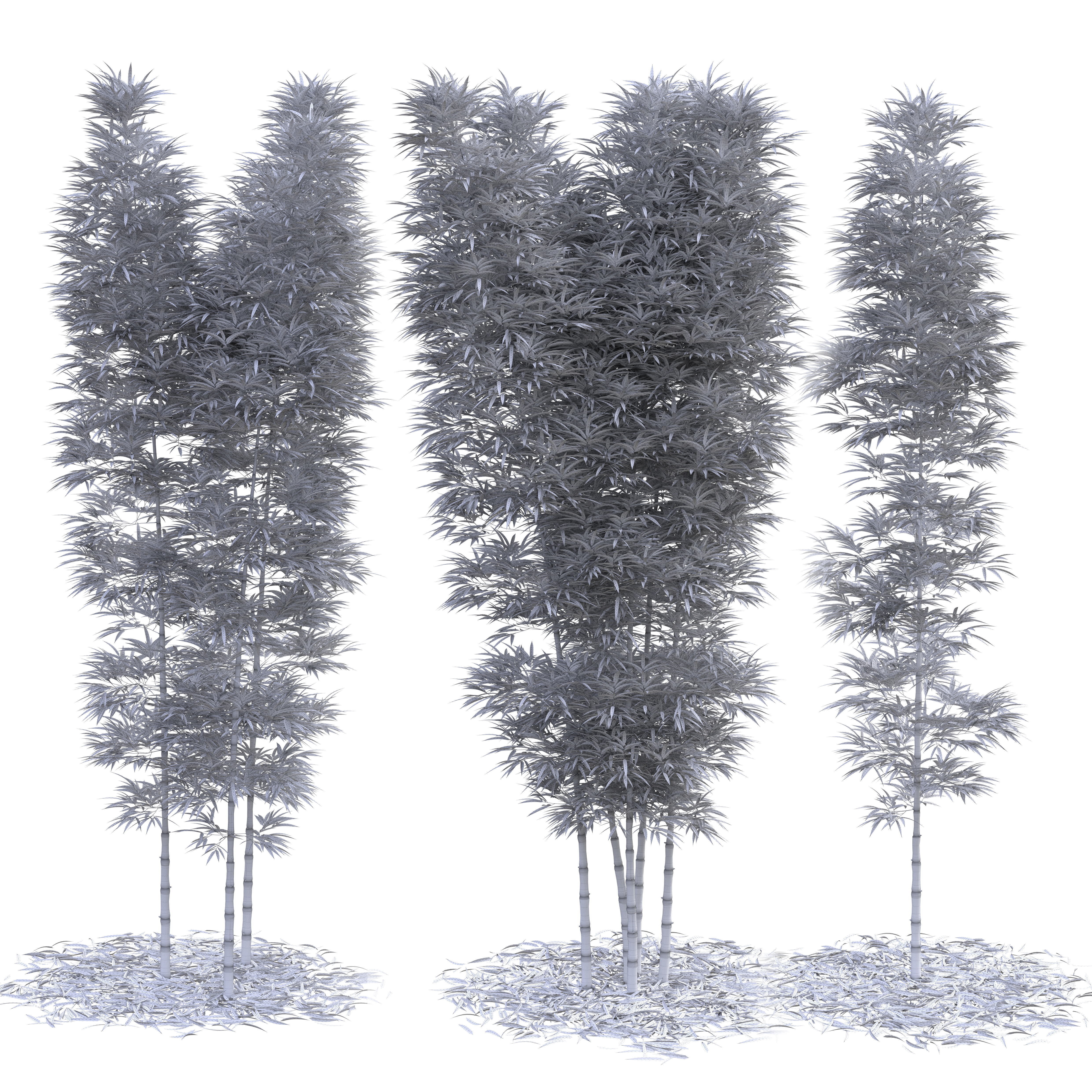 Bamboo Phyllostachys Aurea 5m 3D model_4