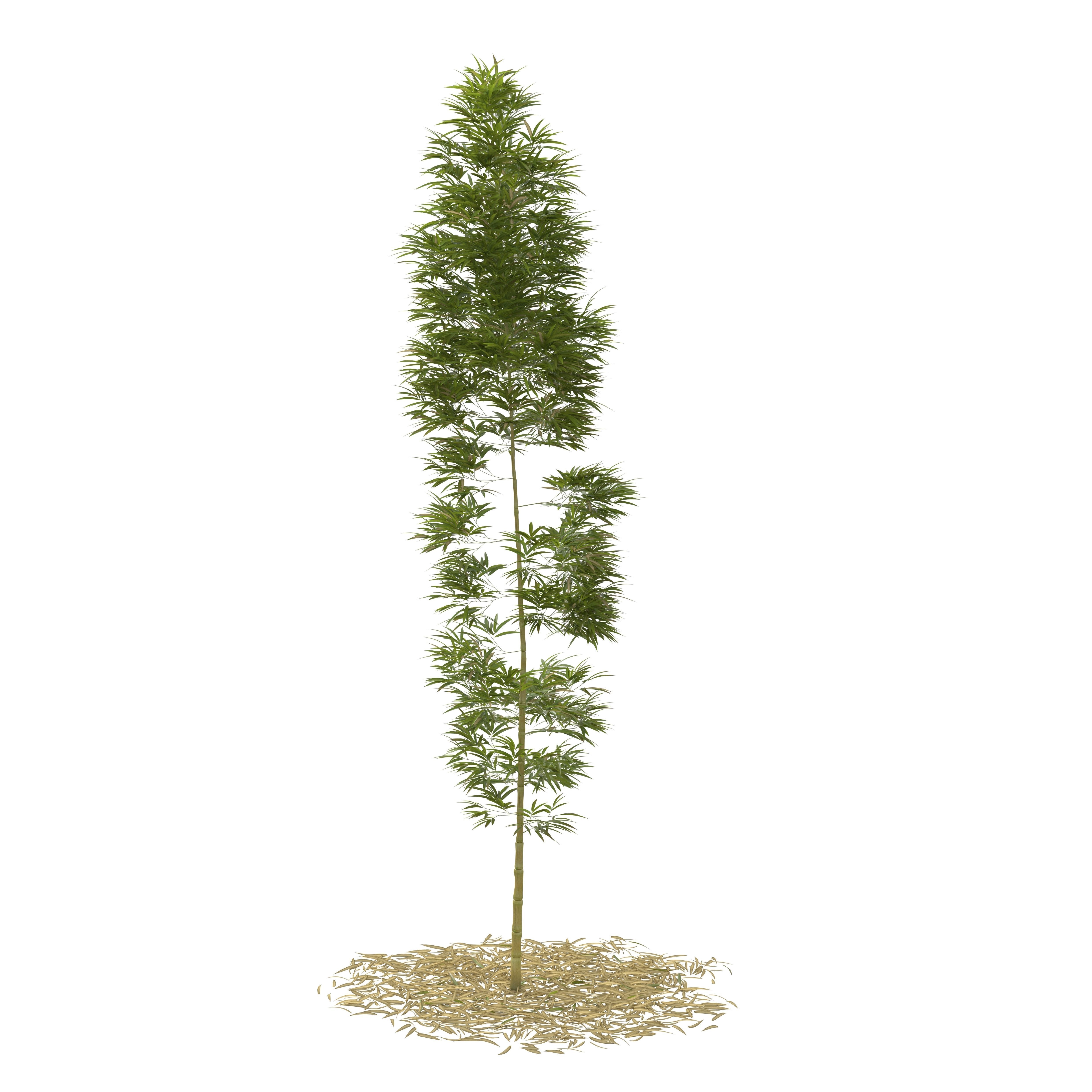 Bamboo Phyllostachys Aurea 5m 3D model_26