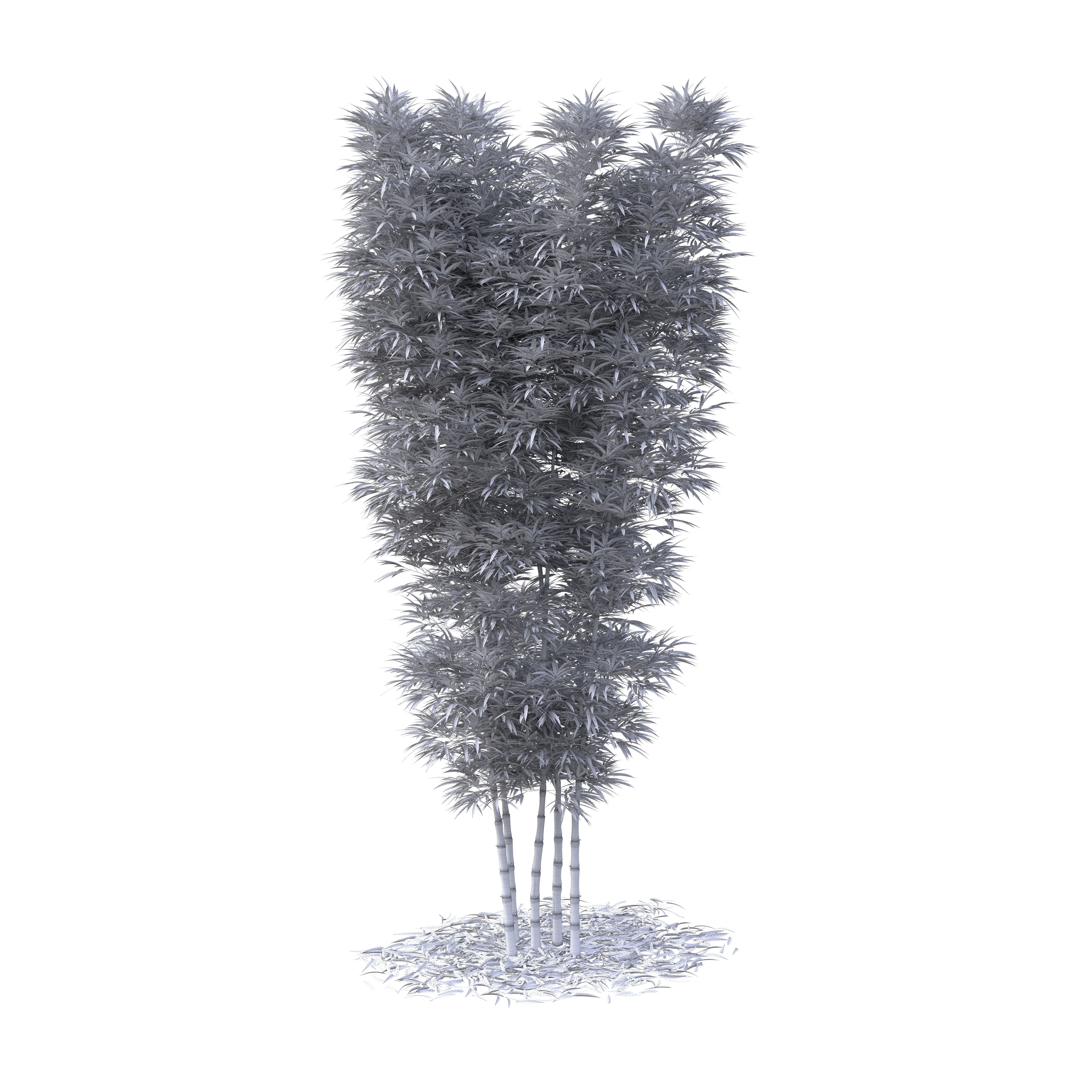 Bamboo Phyllostachys Aurea 5m 3D model_42