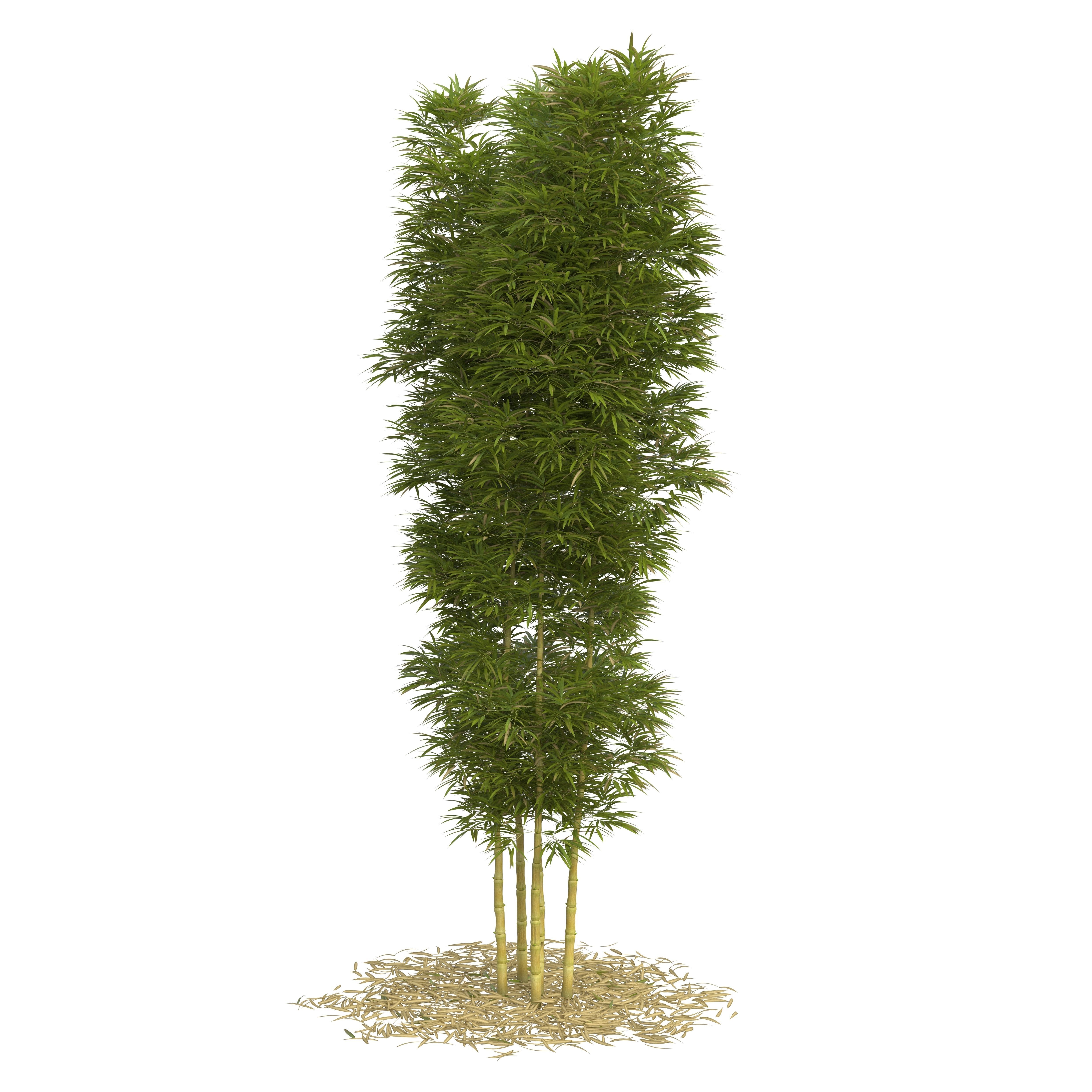 Bamboo Phyllostachys Aurea 5m 3D model_34