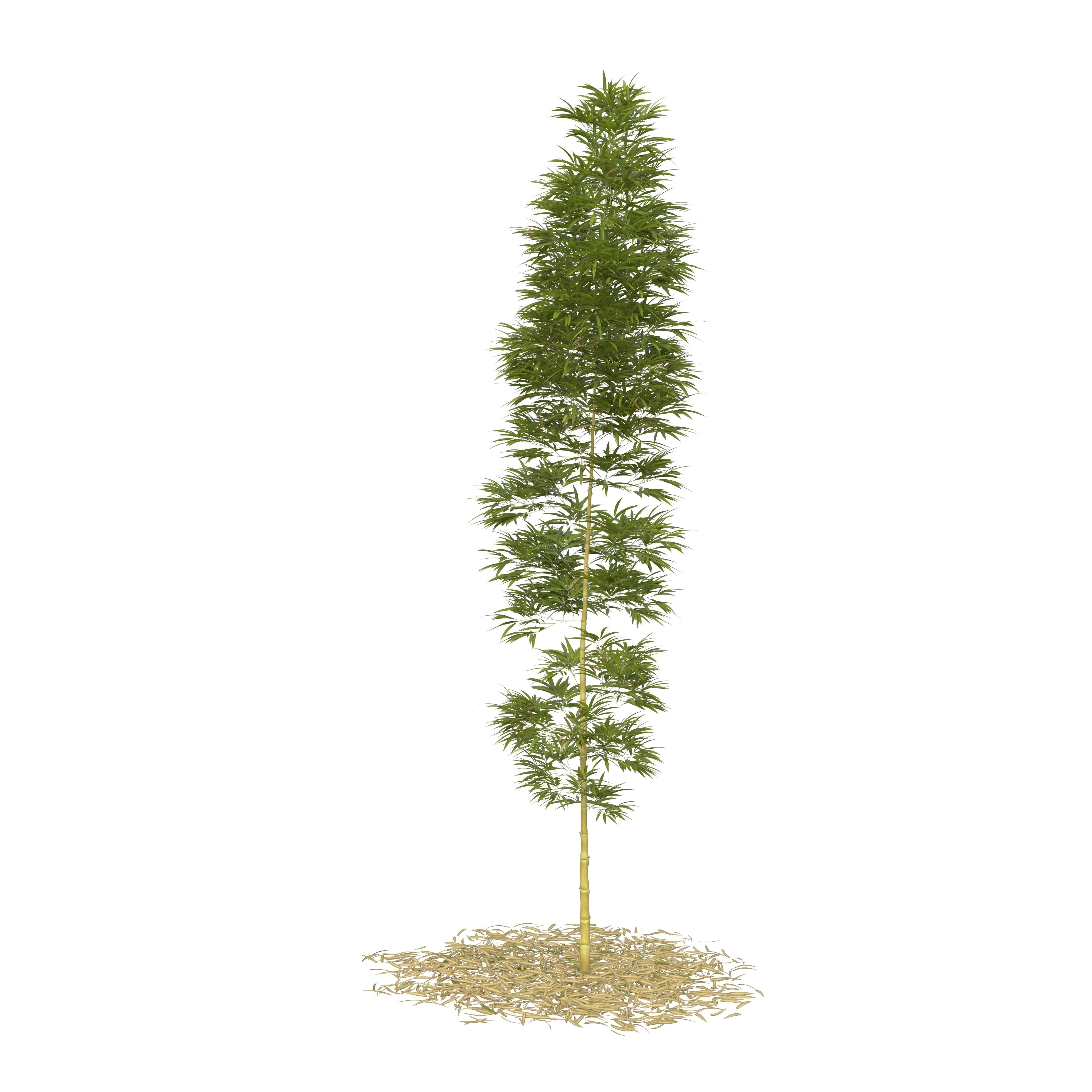 Bamboo Phyllostachys Aurea 5m 3D model_25