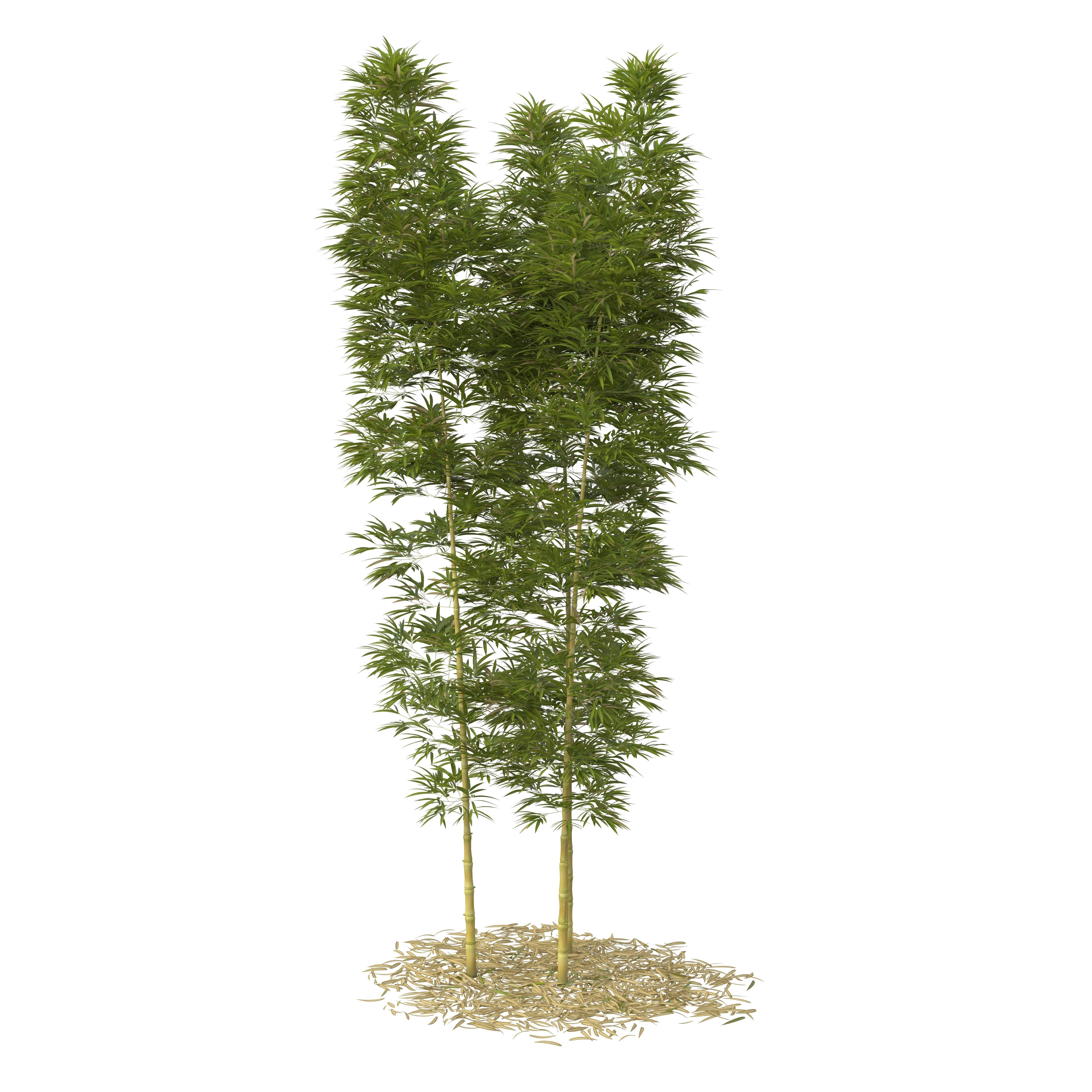 Bamboo Phyllostachys Aurea 5m 3D model_37