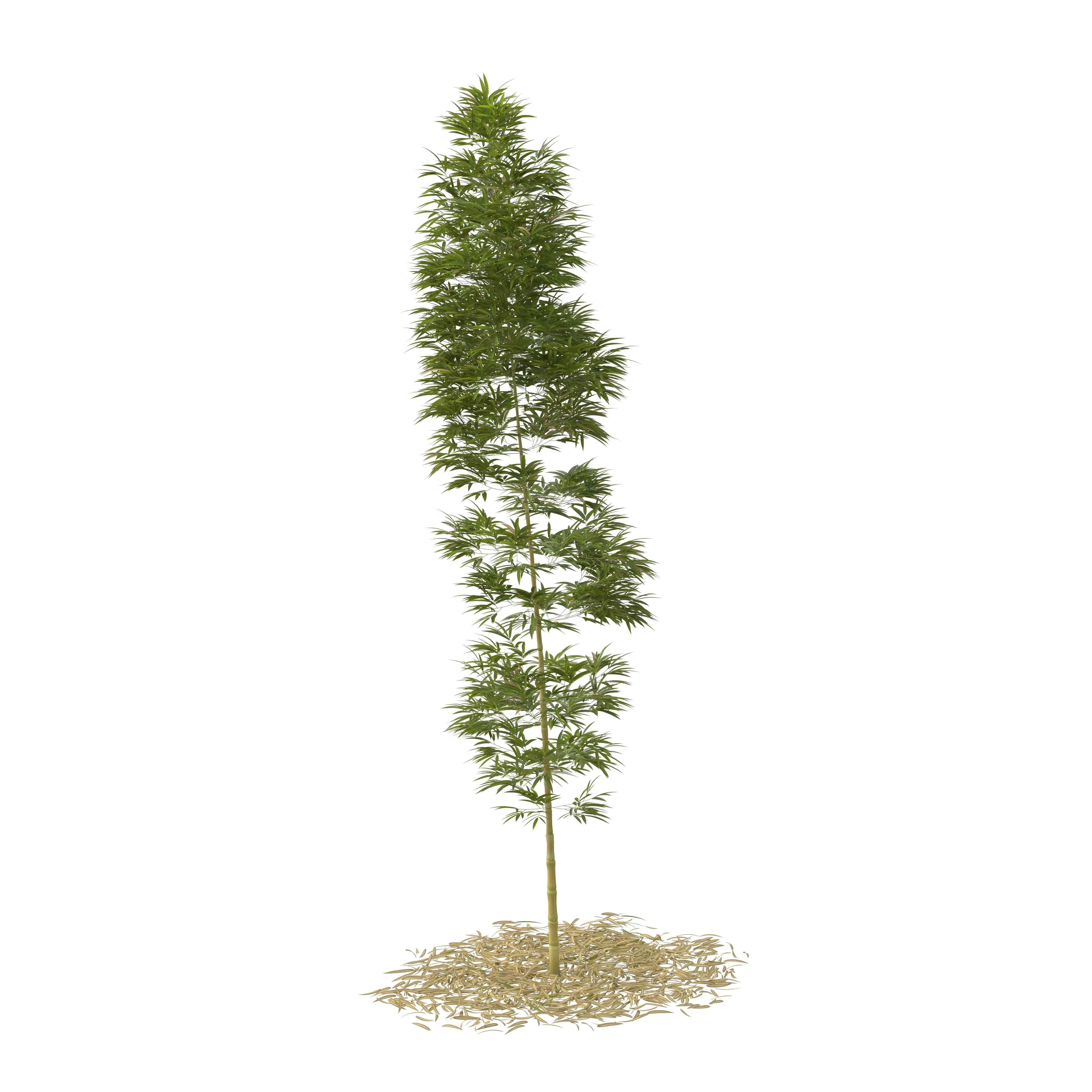Bamboo Phyllostachys Aurea 5m 3D model_10