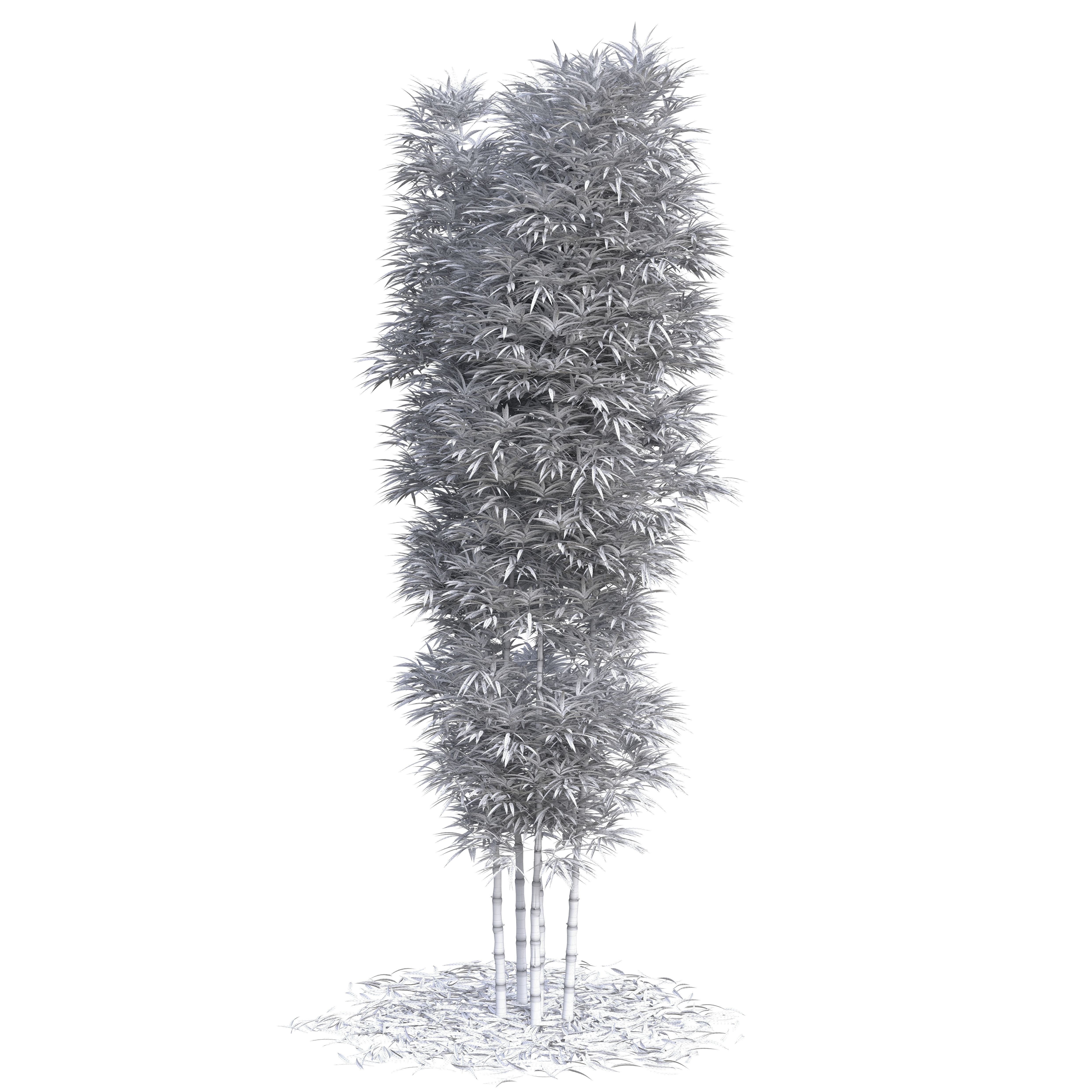 Bamboo Phyllostachys Aurea 5m 3D model_33