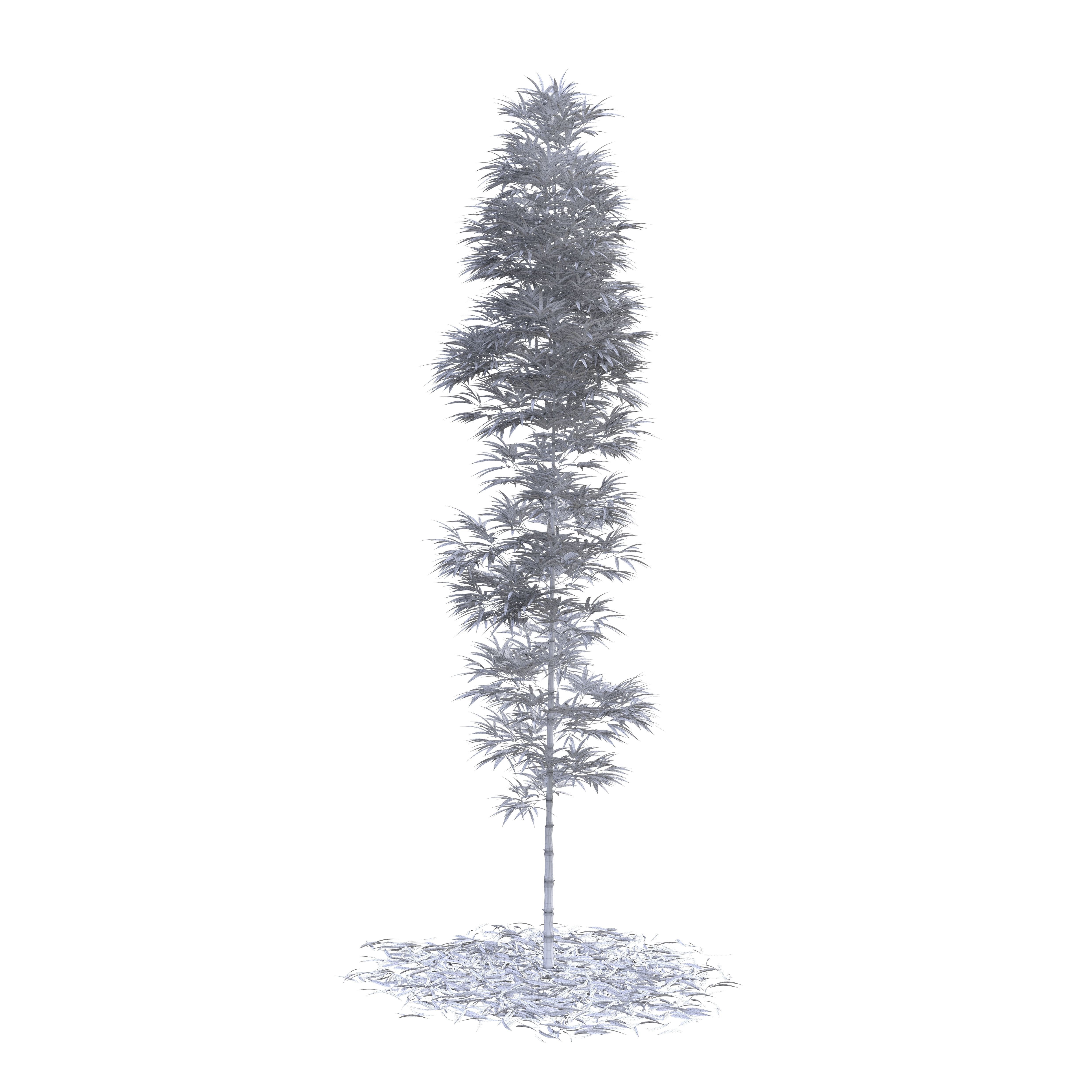 Bamboo Phyllostachys Aurea 5m 3D model_3