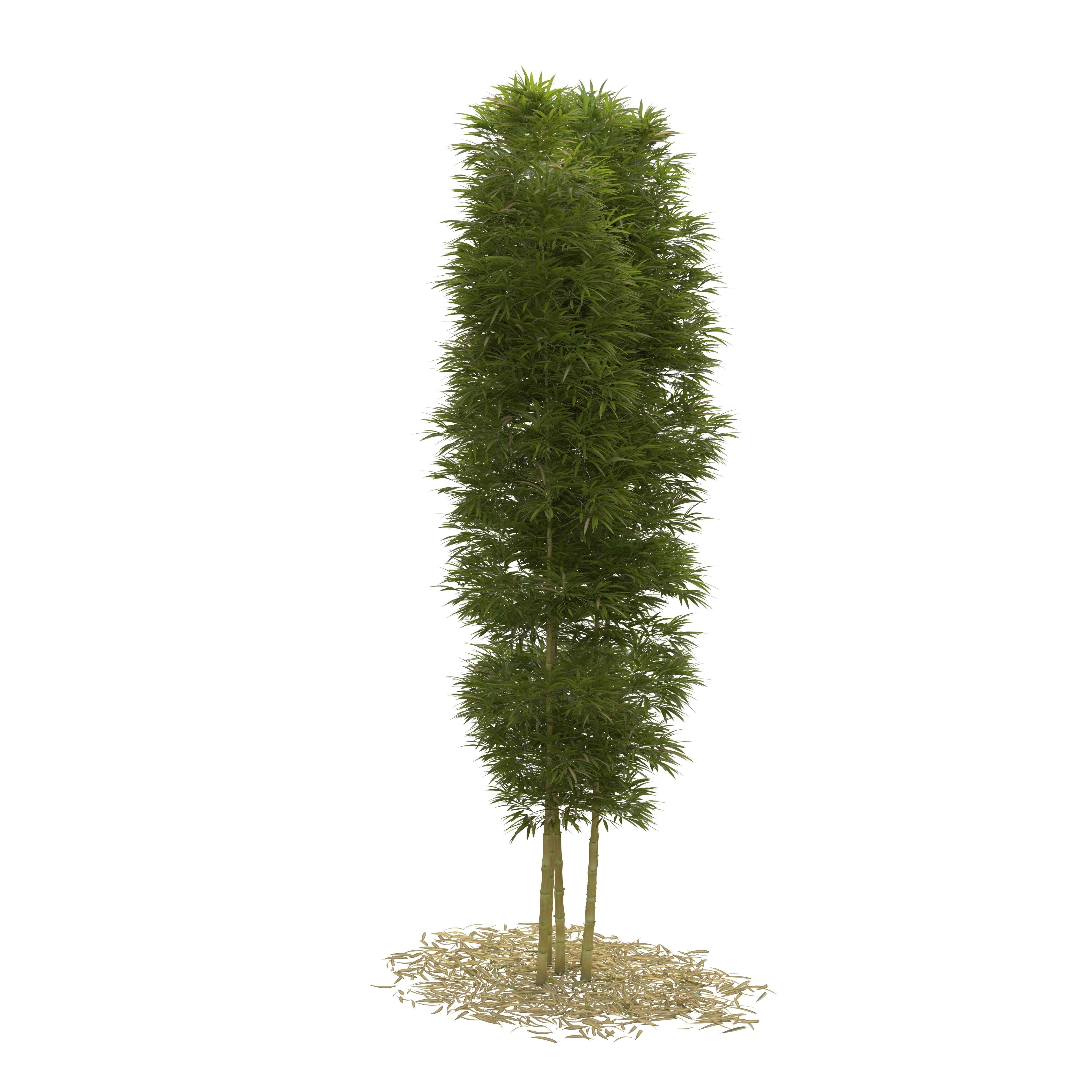 Bamboo Phyllostachys Aurea 5m 3D model_22