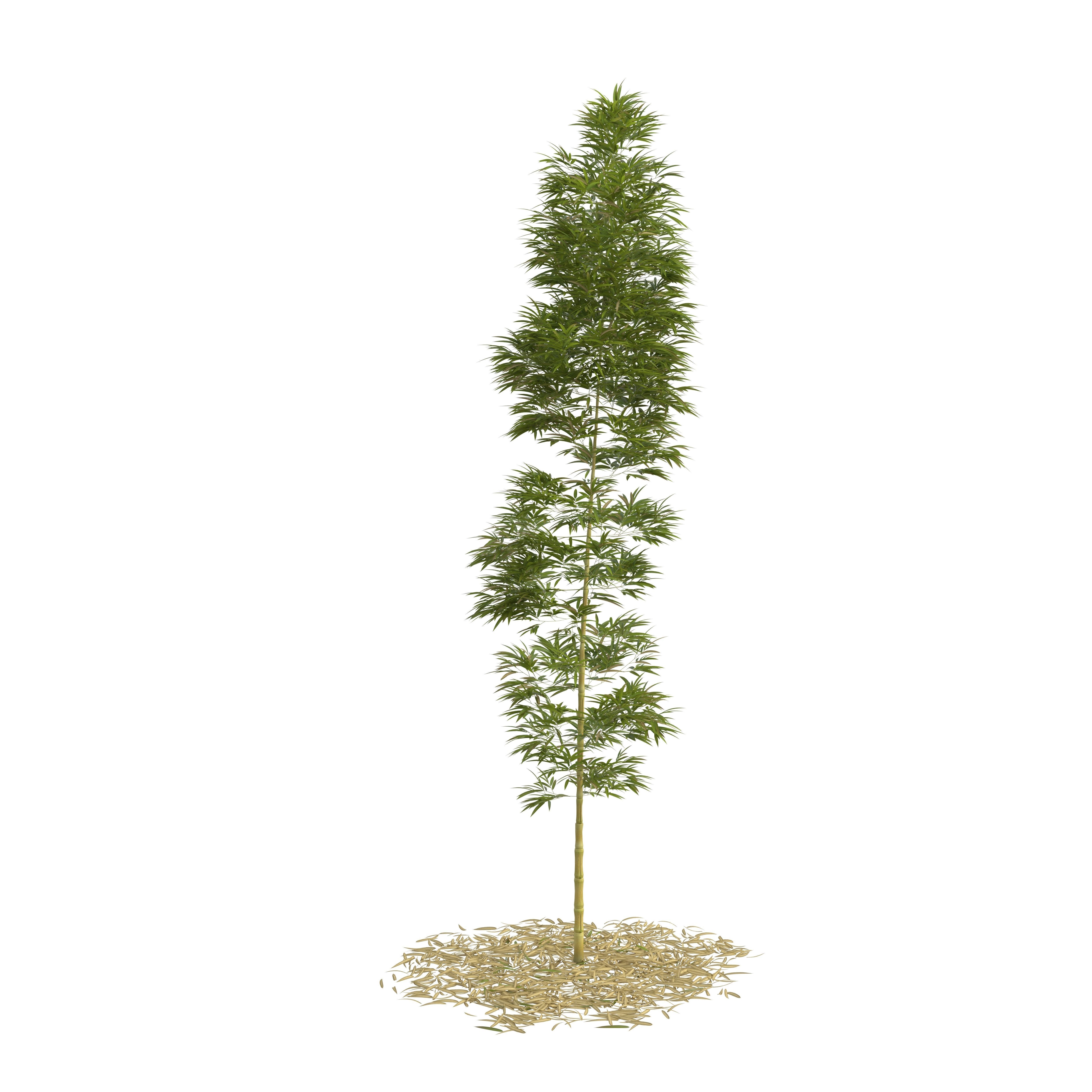 Bamboo Phyllostachys Aurea 5m 3D model_13