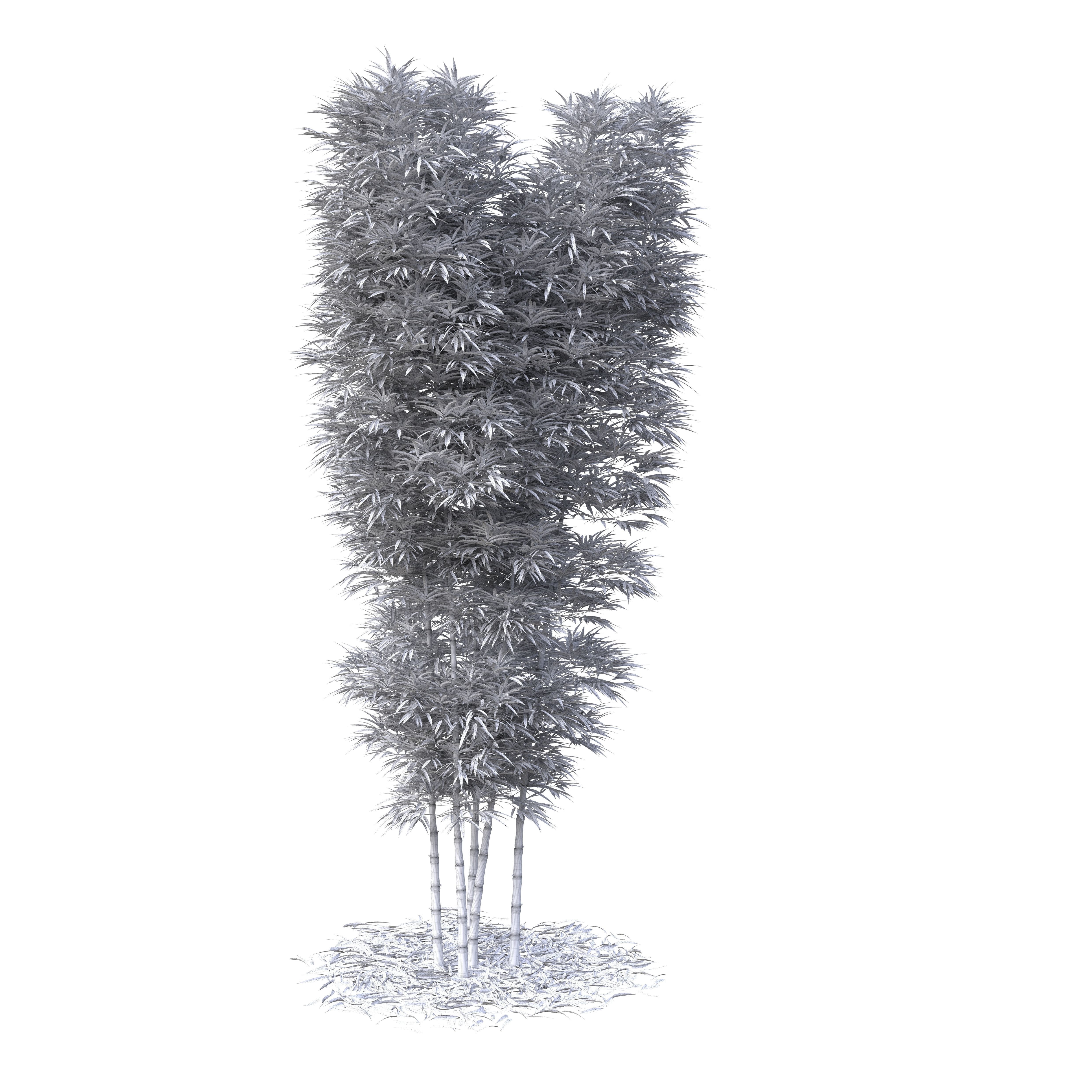 Bamboo Phyllostachys Aurea 5m 3D model_39