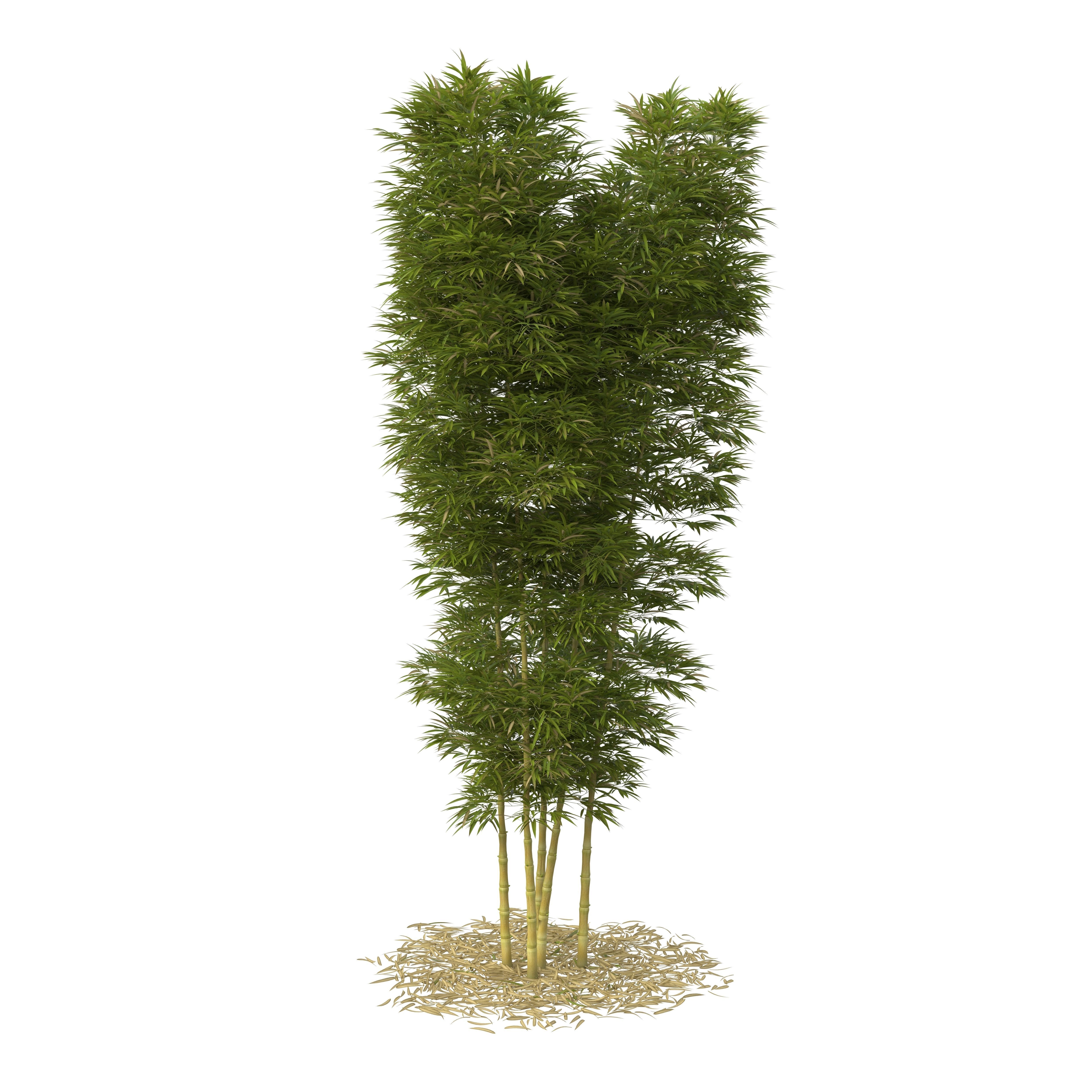 Bamboo Phyllostachys Aurea 5m 3D model_35