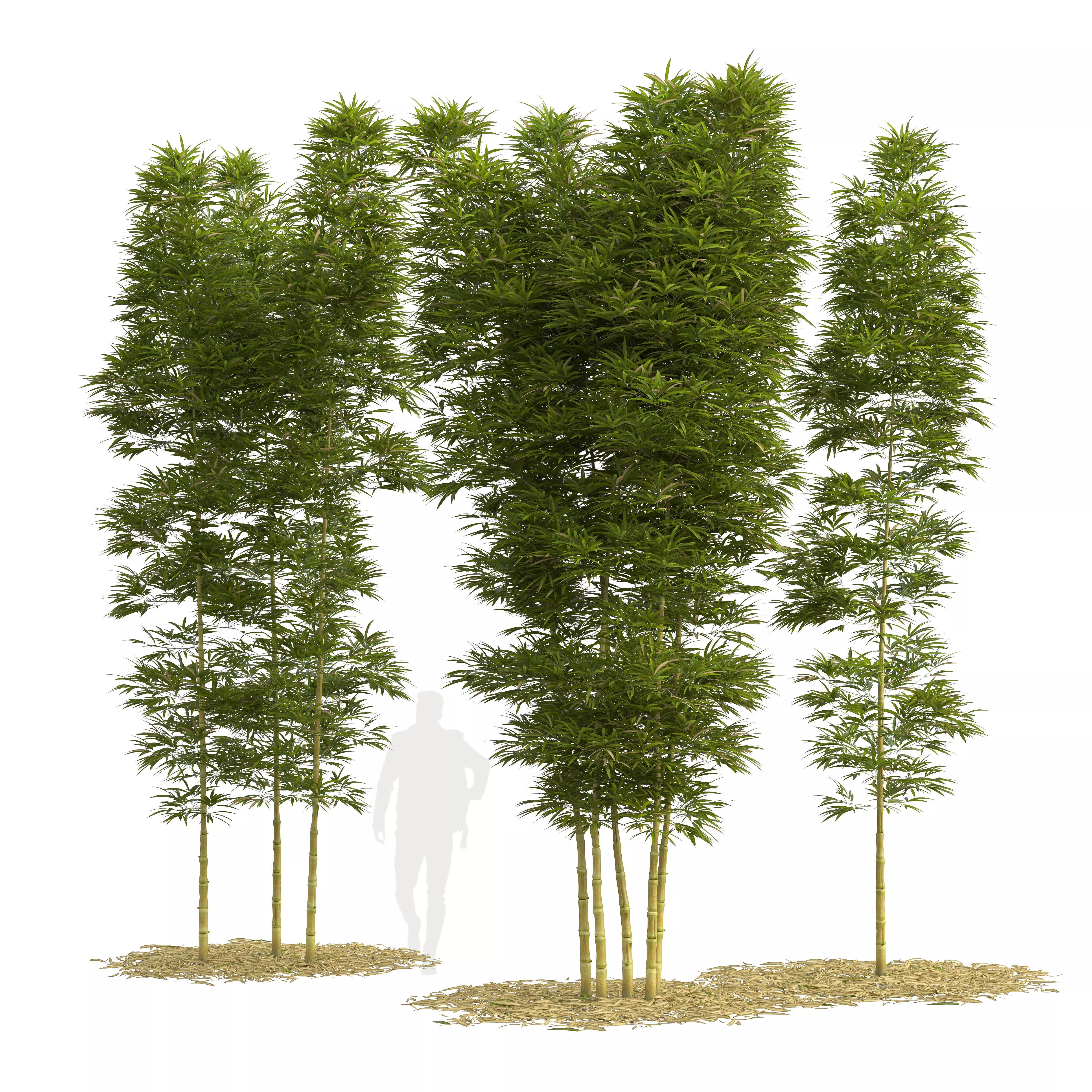 Bamboo Phyllostachys Aurea 5m 3D model_0