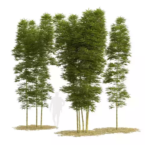 Bamboo Phyllostachys Aurea 5m 3D model