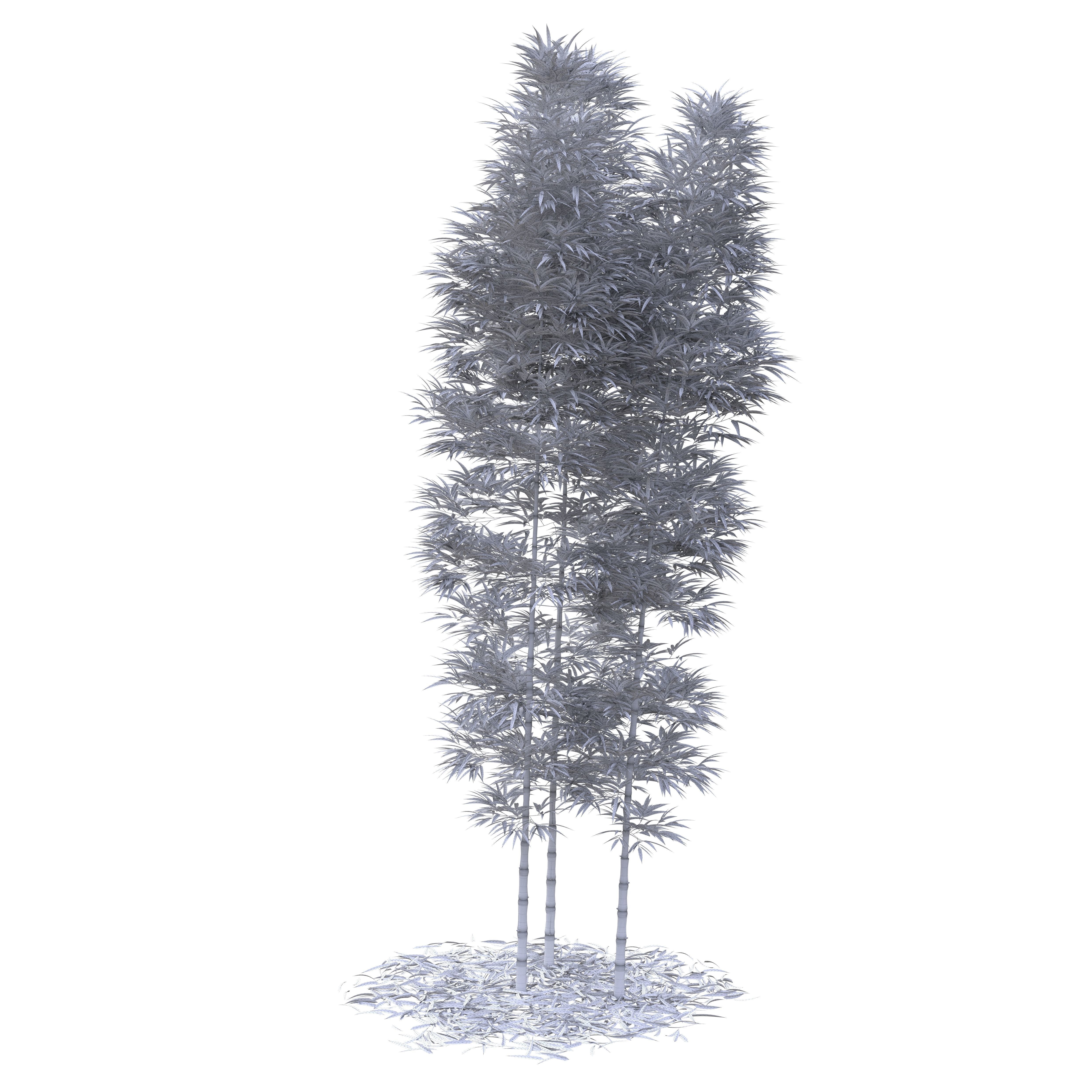 Bamboo Phyllostachys Aurea 5m 3D model_45