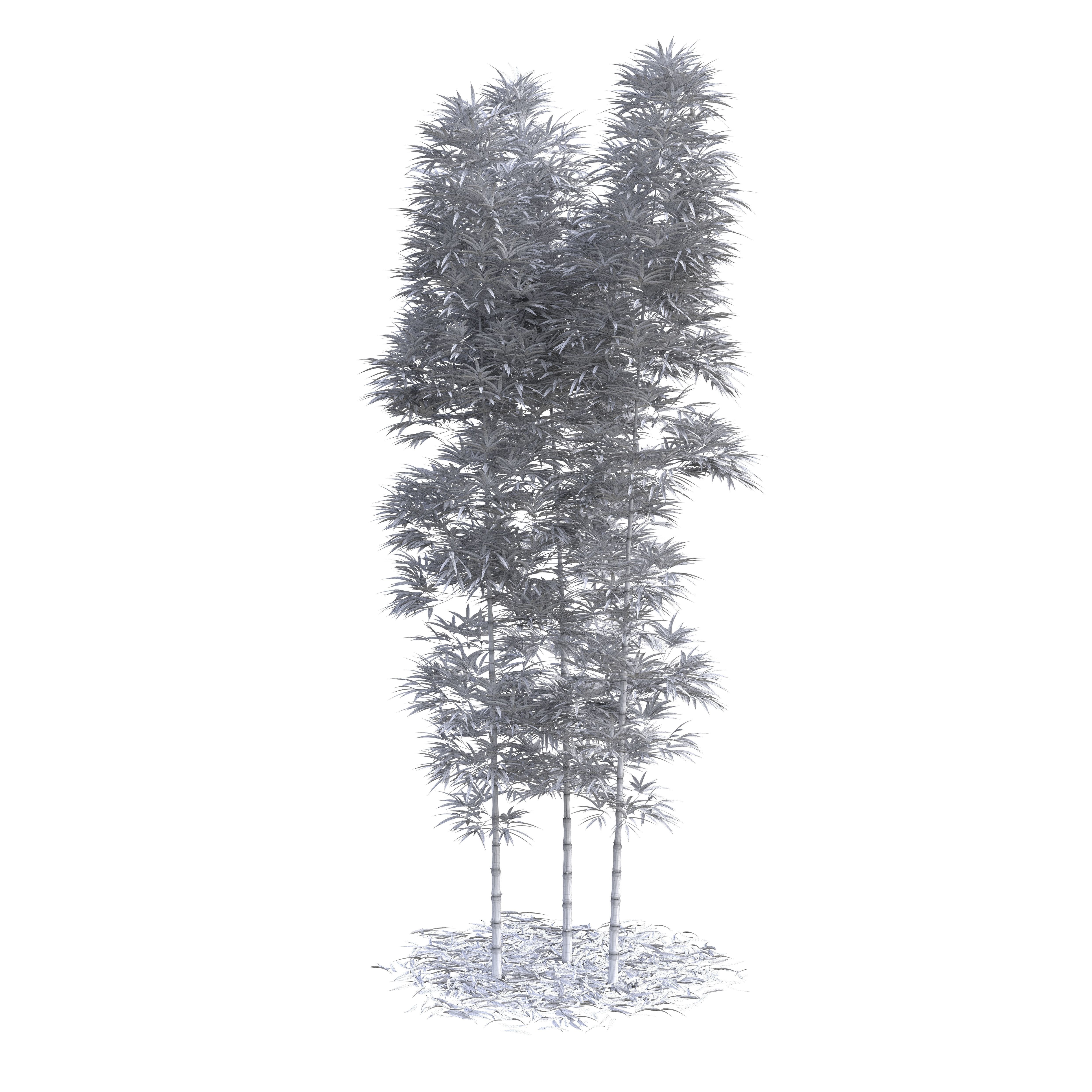 Bamboo Phyllostachys Aurea 5m 3D model_16