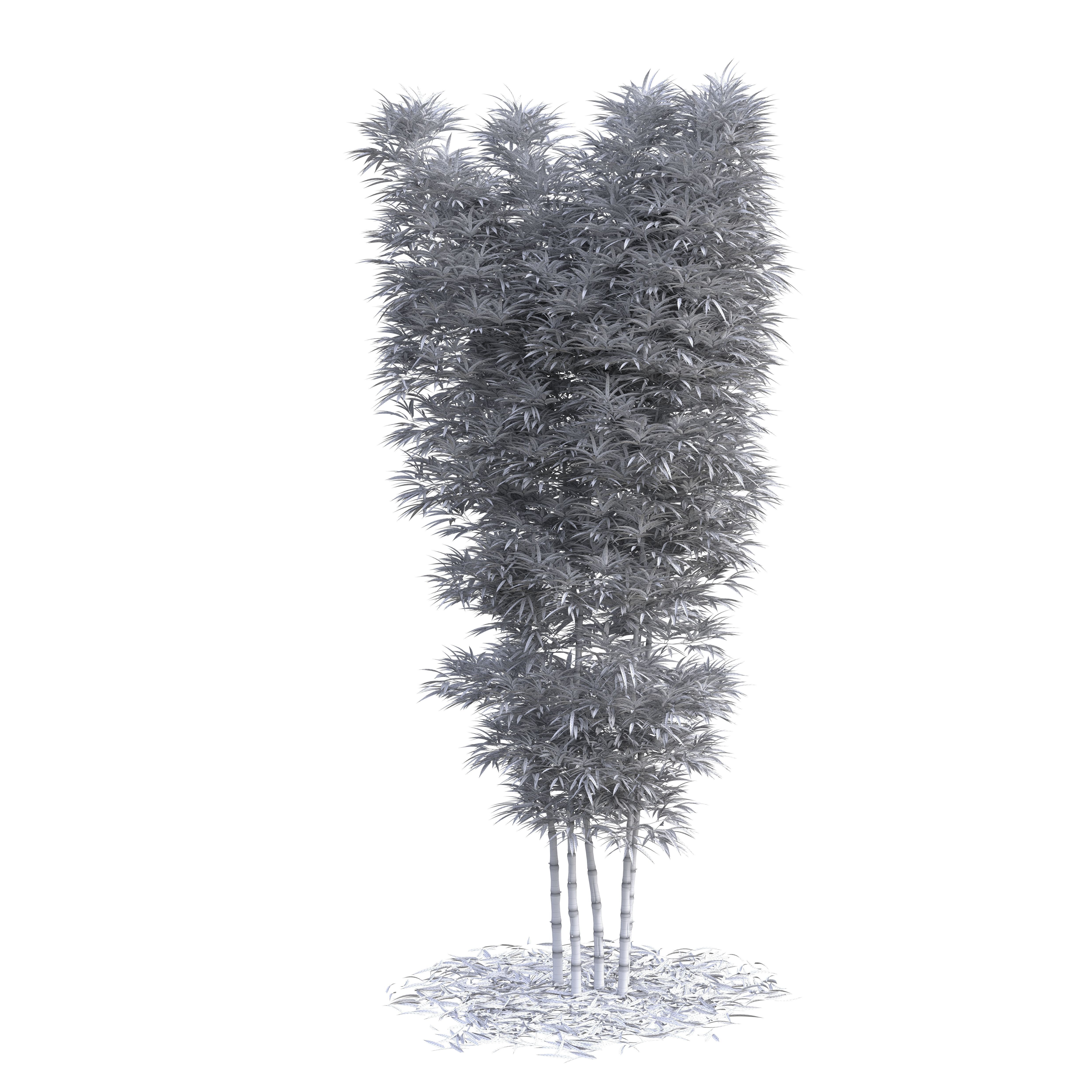 Bamboo Phyllostachys Aurea 5m 3D model_32