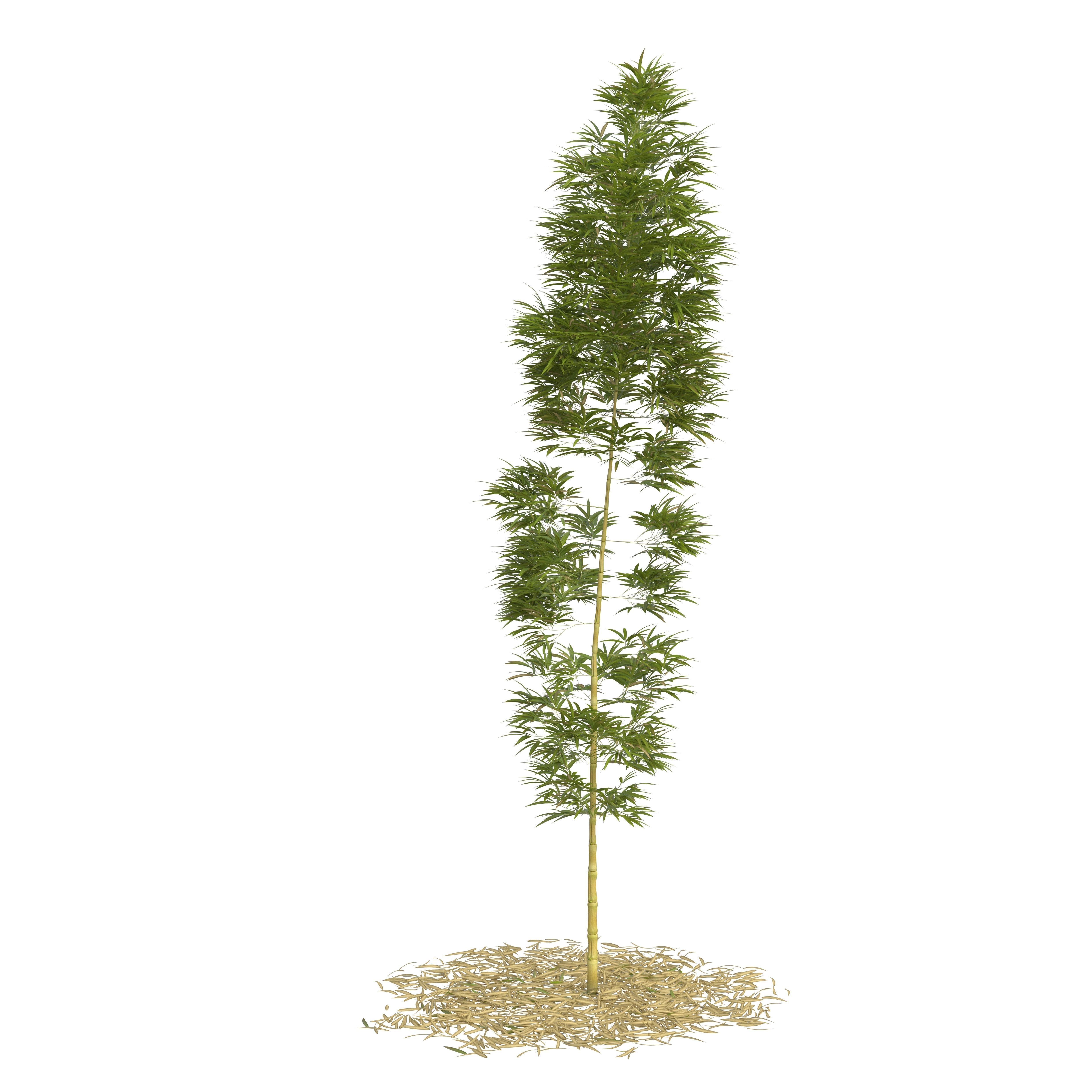 Bamboo Phyllostachys Aurea 5m 3D model_15