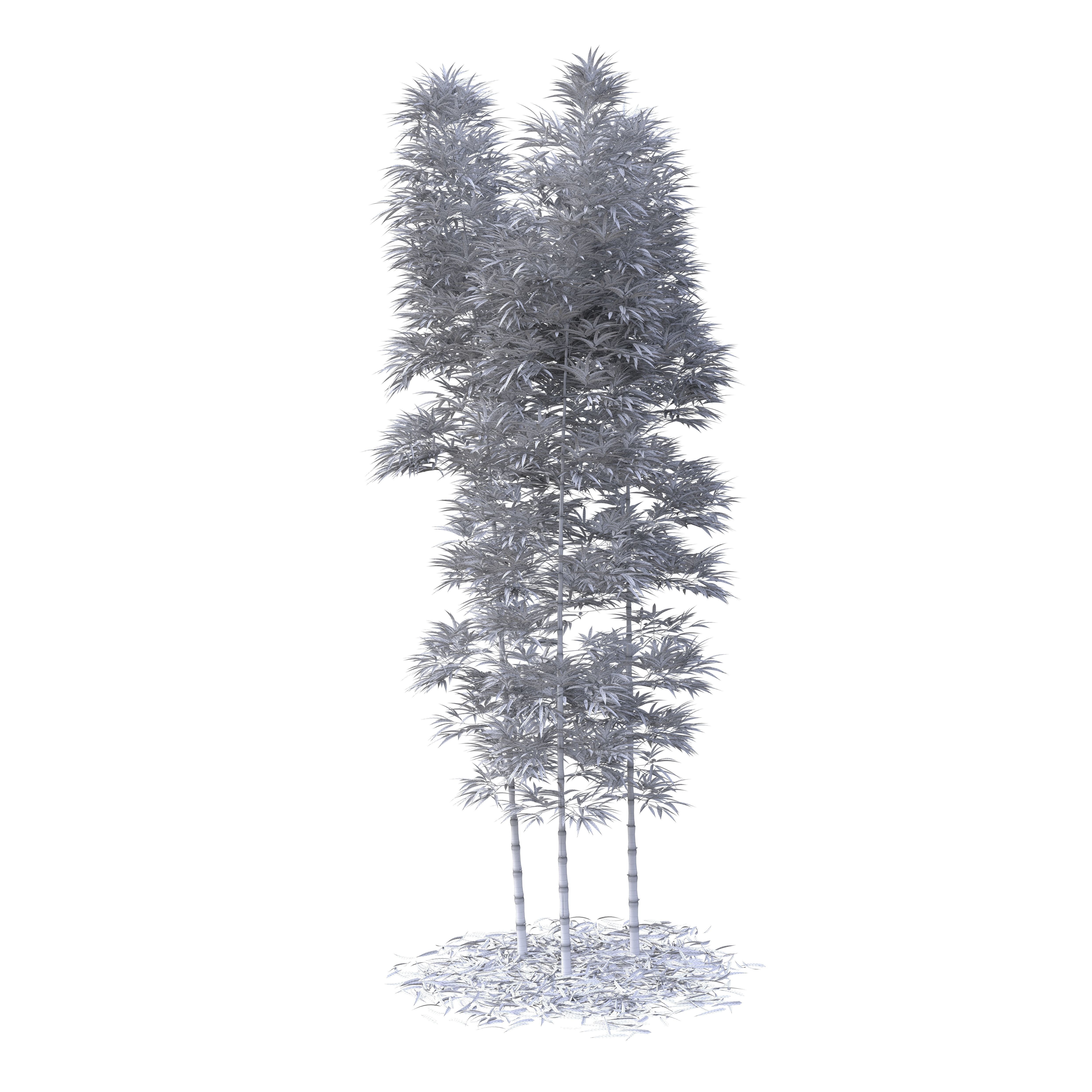 Bamboo Phyllostachys Aurea 5m 3D model_41