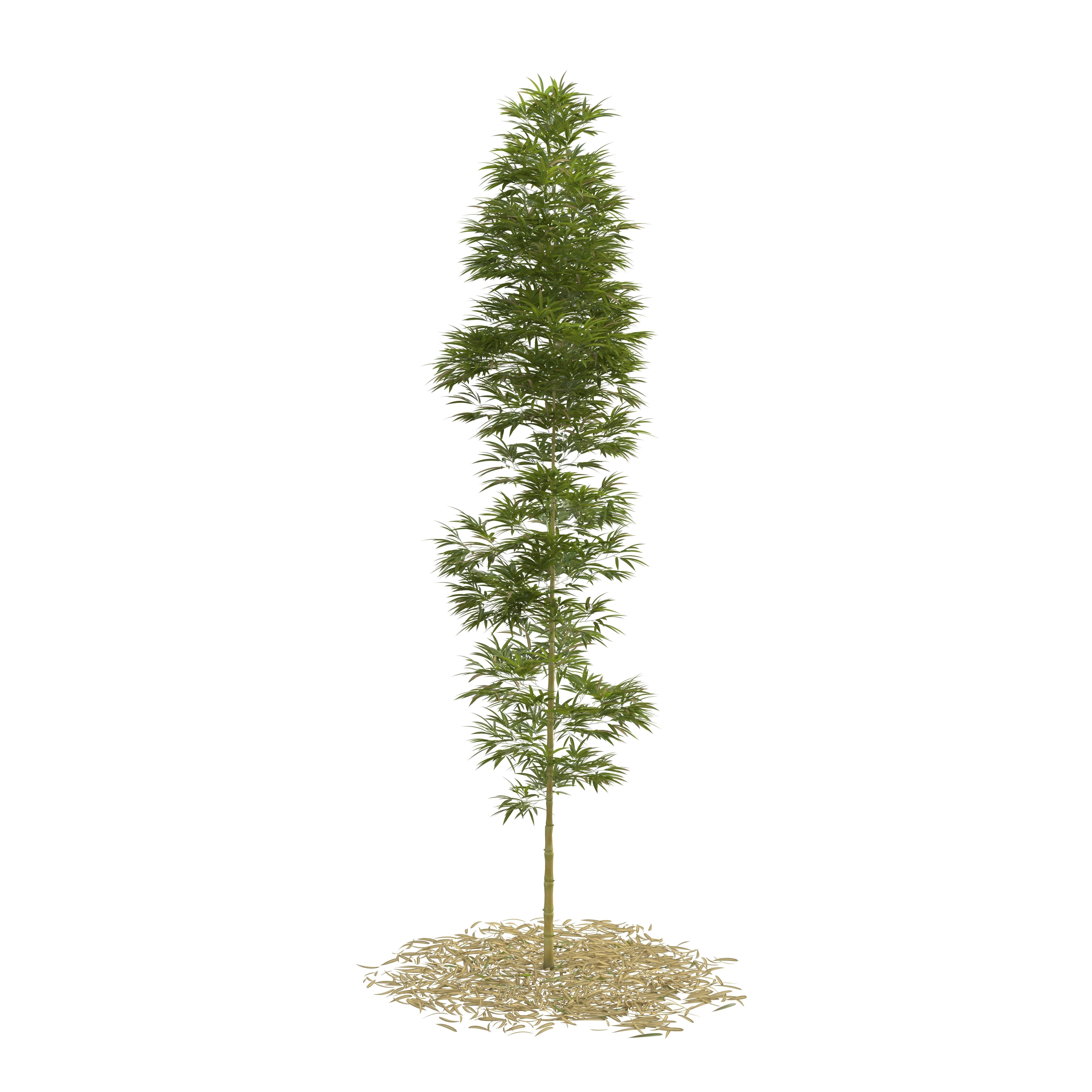 Bamboo Phyllostachys Aurea 5m 3D model_6