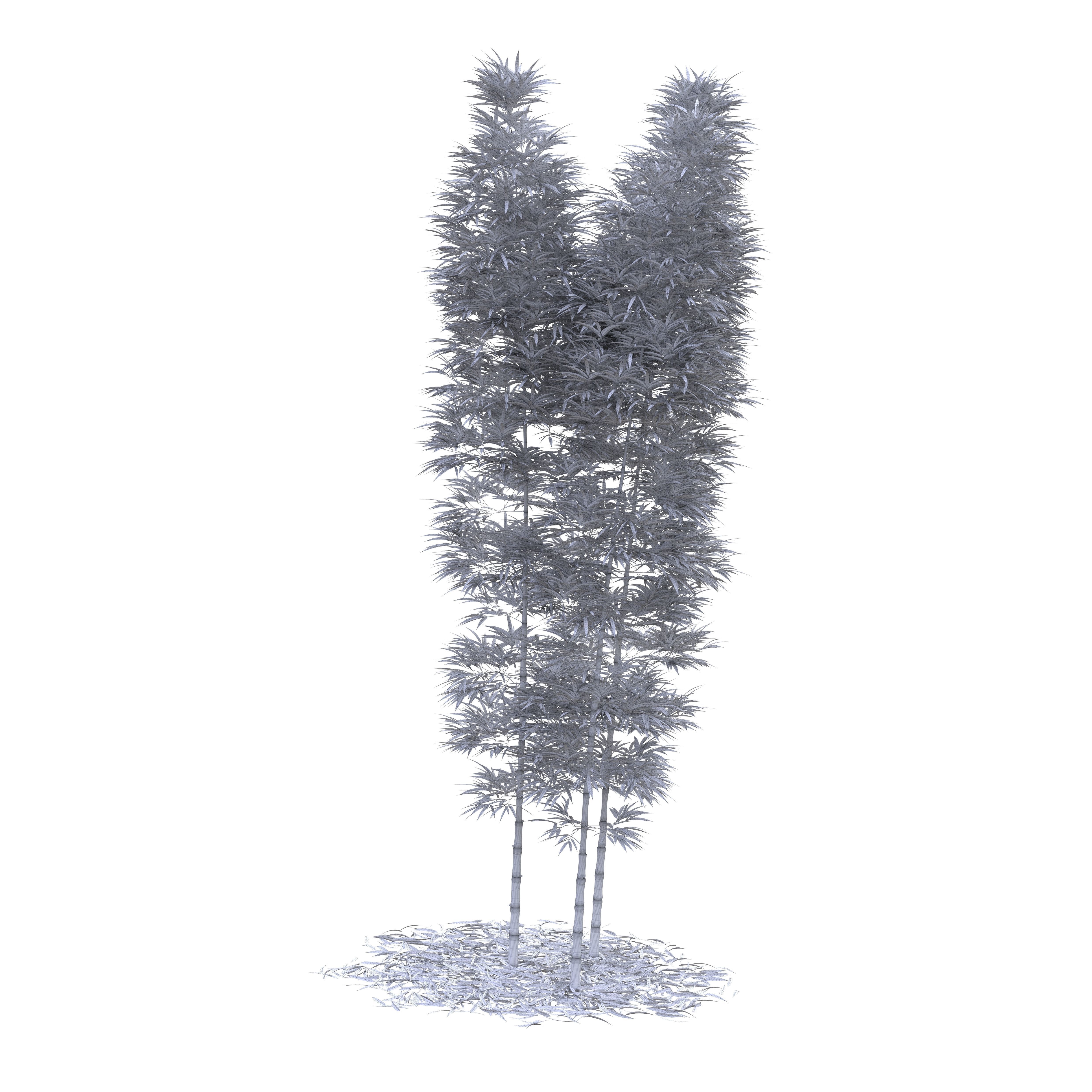 Bamboo Phyllostachys Aurea 5m 3D model_7