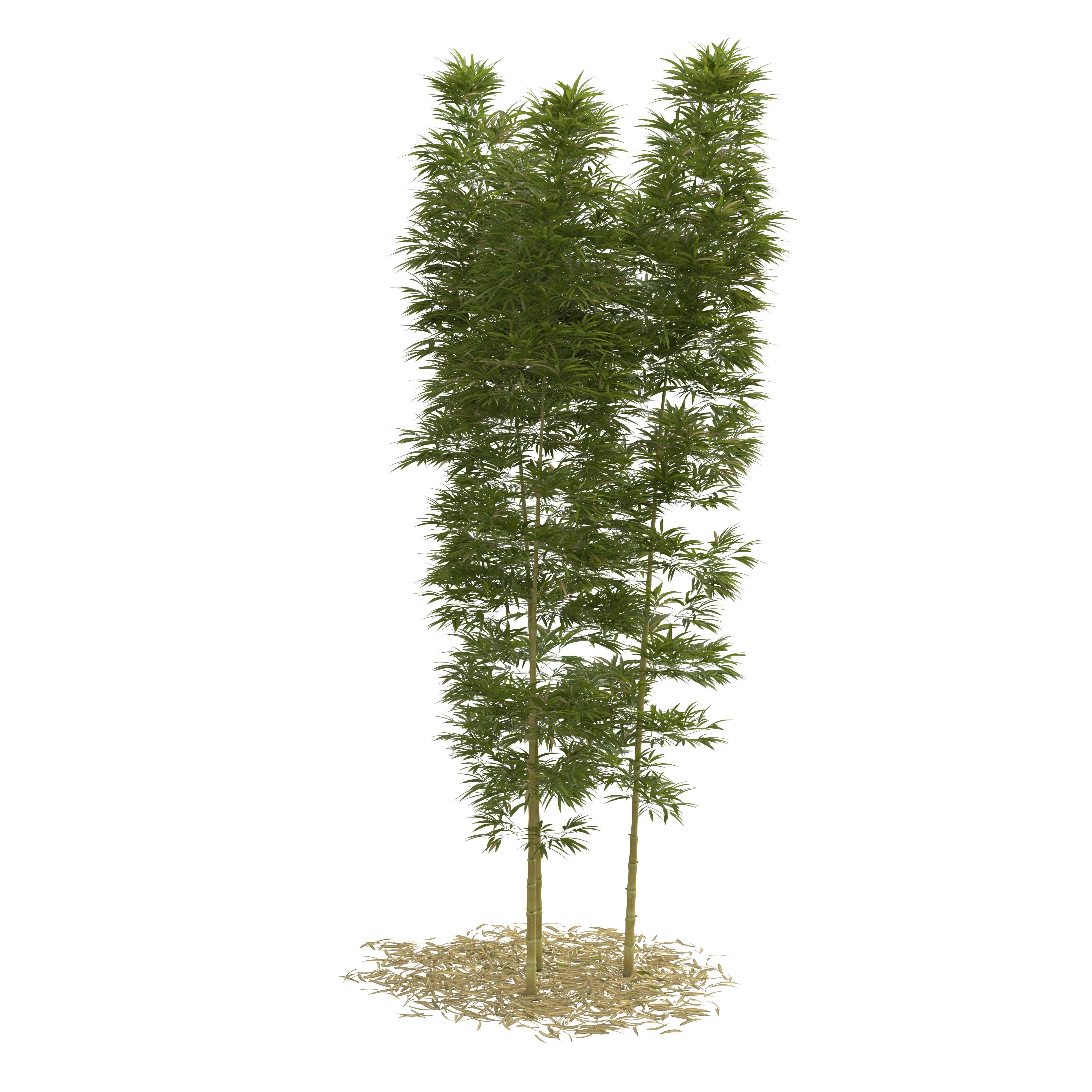 Bamboo Phyllostachys Aurea 5m 3D model_5