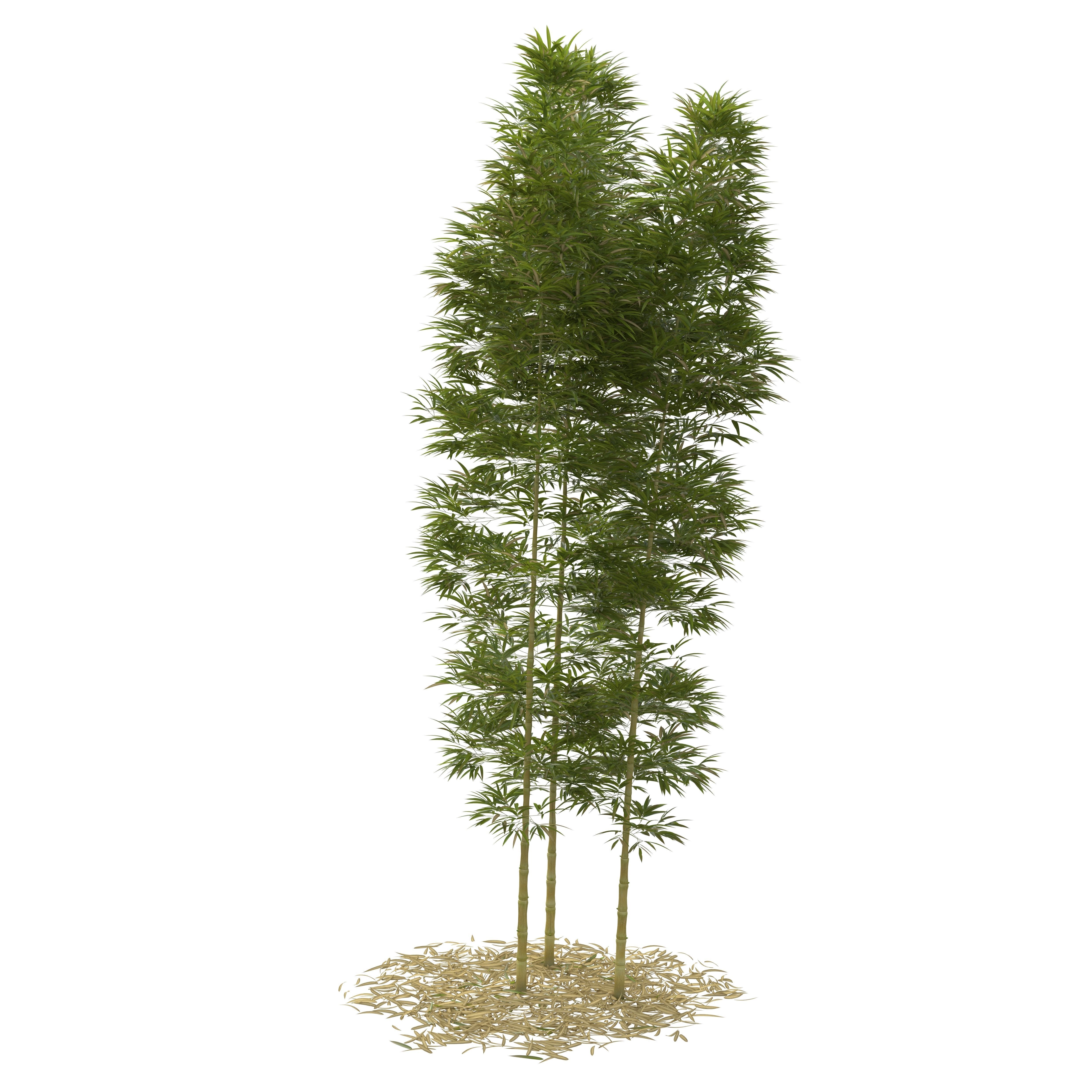 Bamboo Phyllostachys Aurea 5m 3D model_44