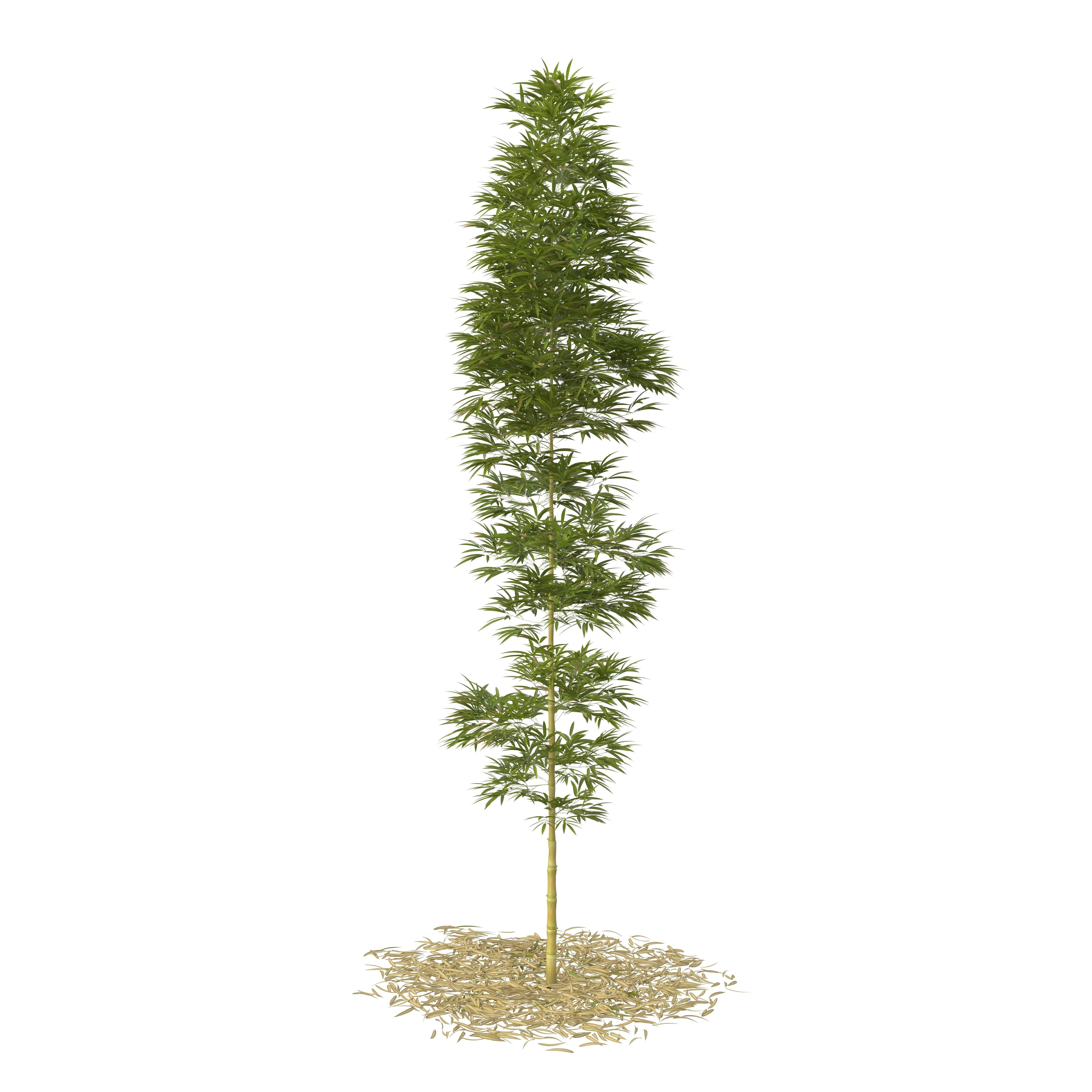 Bamboo Phyllostachys Aurea 5m 3D model_12