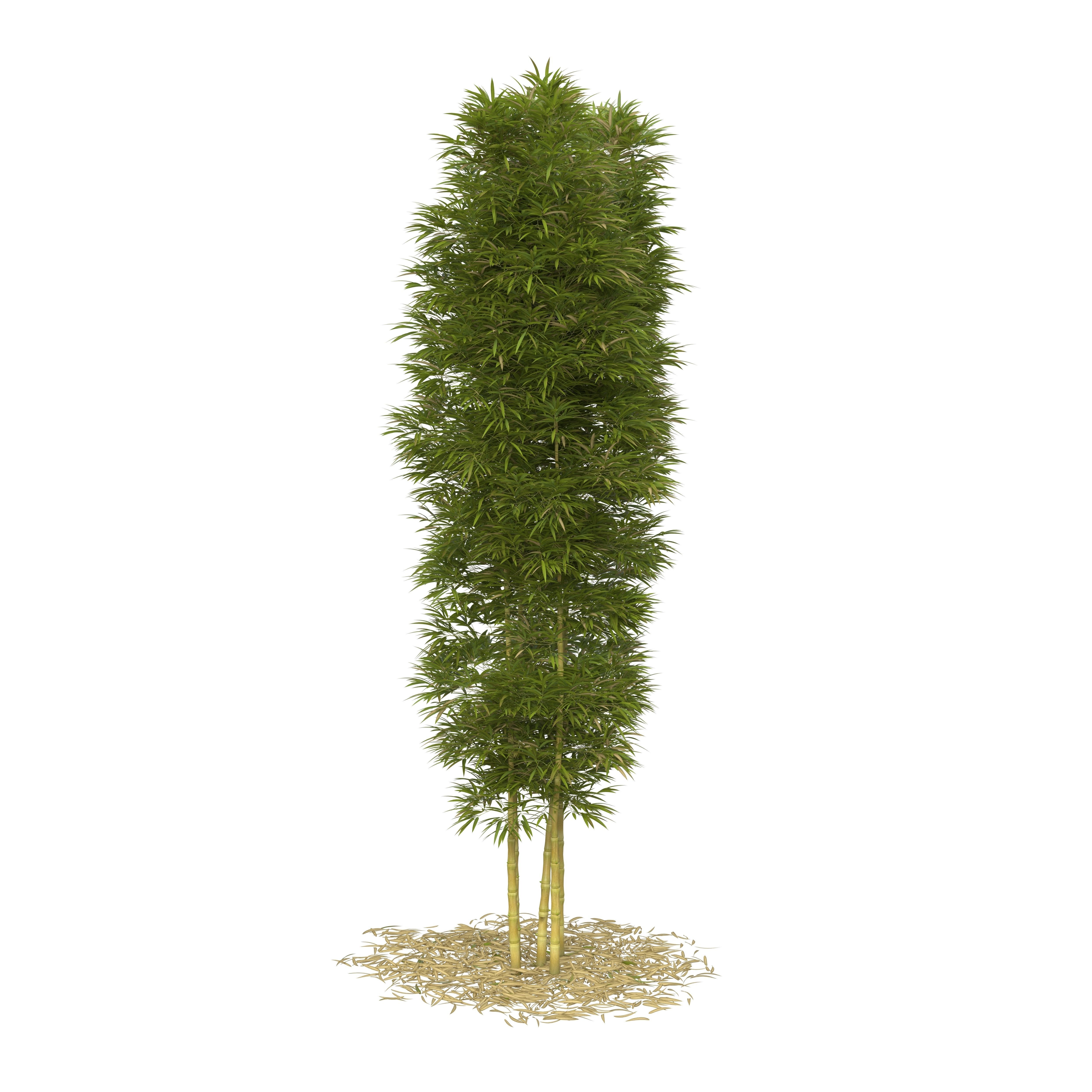 Bamboo Phyllostachys Aurea 5m 3D model_20