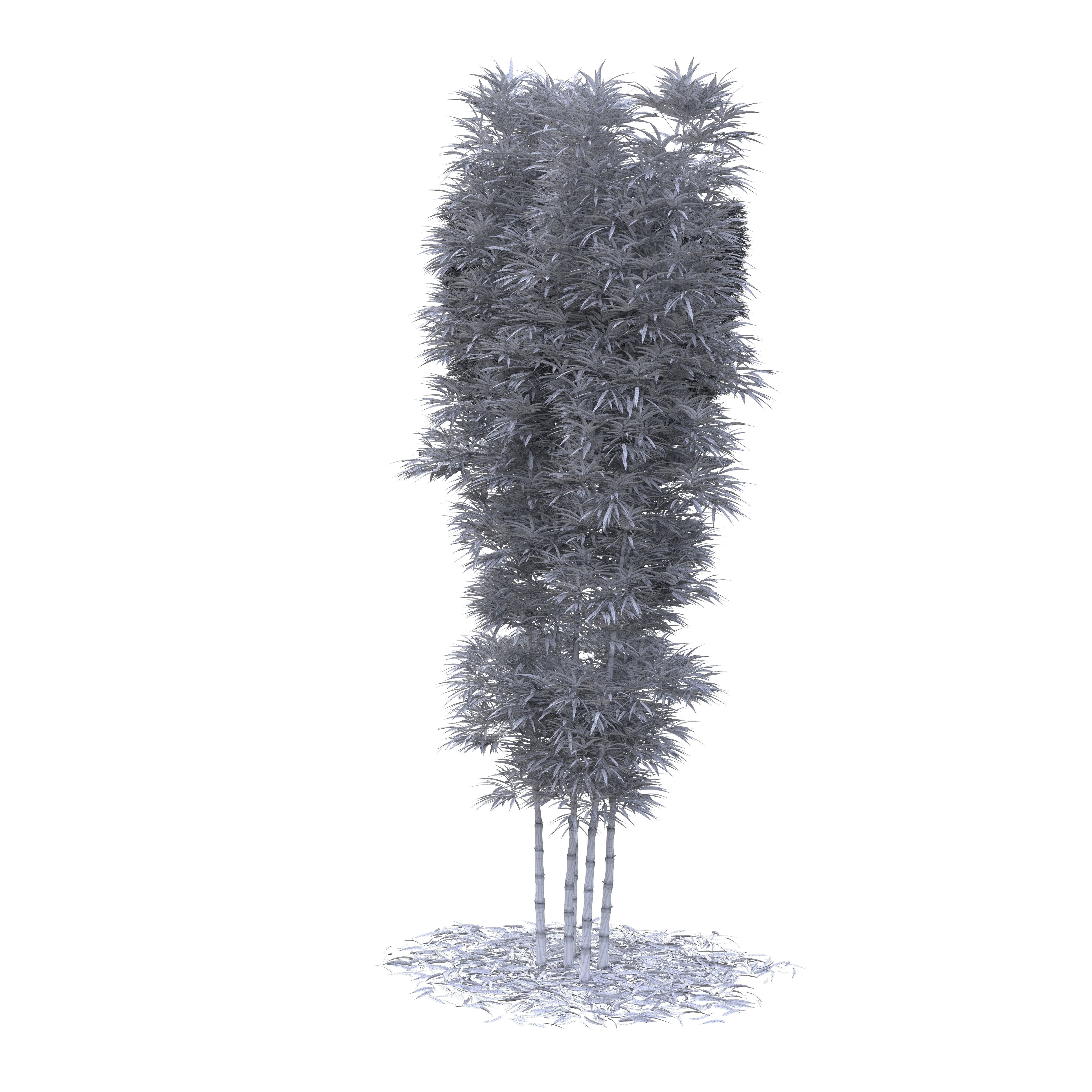 Bamboo Phyllostachys Aurea 5m 3D model_46