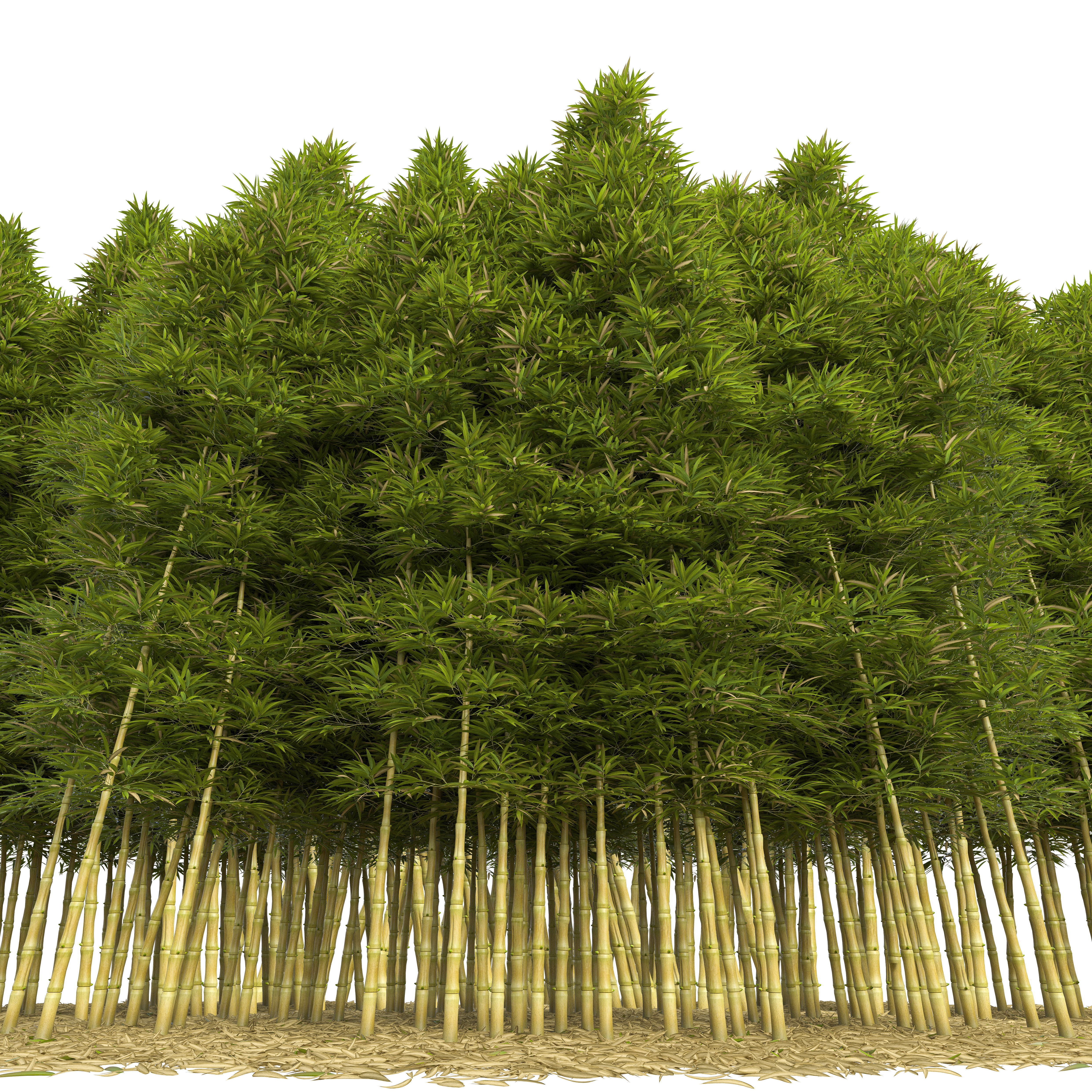 Bamboo Phyllostachys Aurea 5m 3D model_1