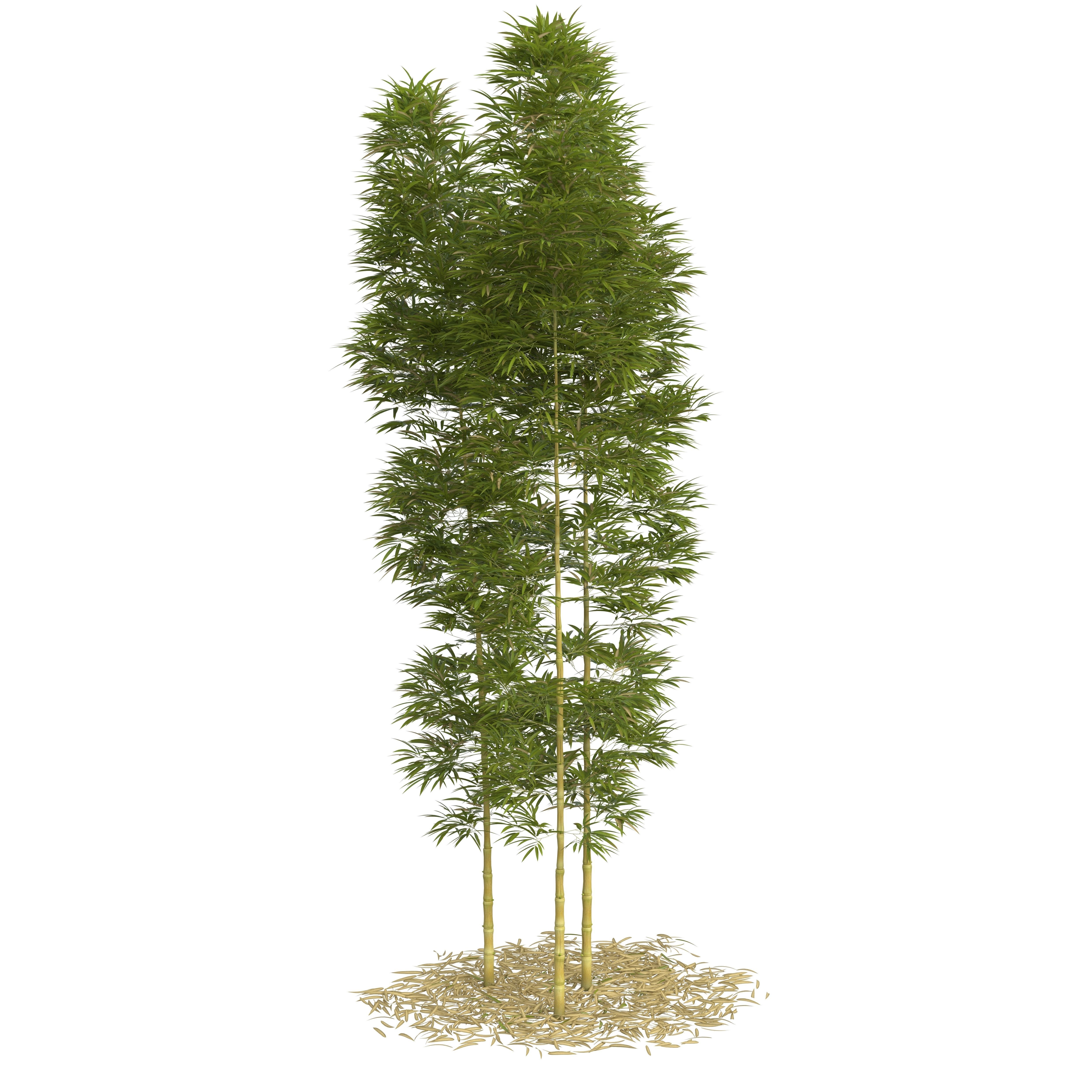Bamboo Phyllostachys Aurea 5m 3D model_27
