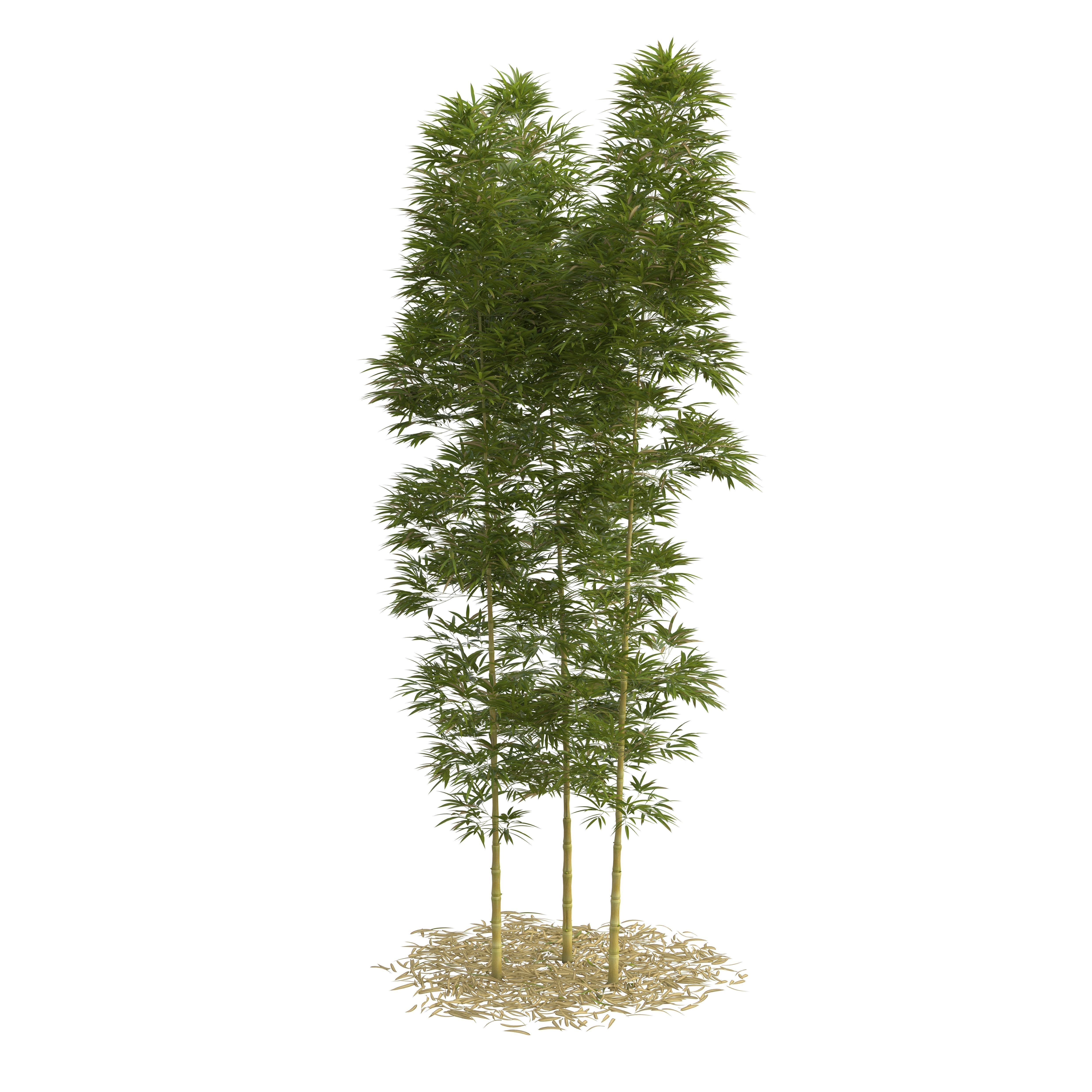 Bamboo Phyllostachys Aurea 5m 3D model_31