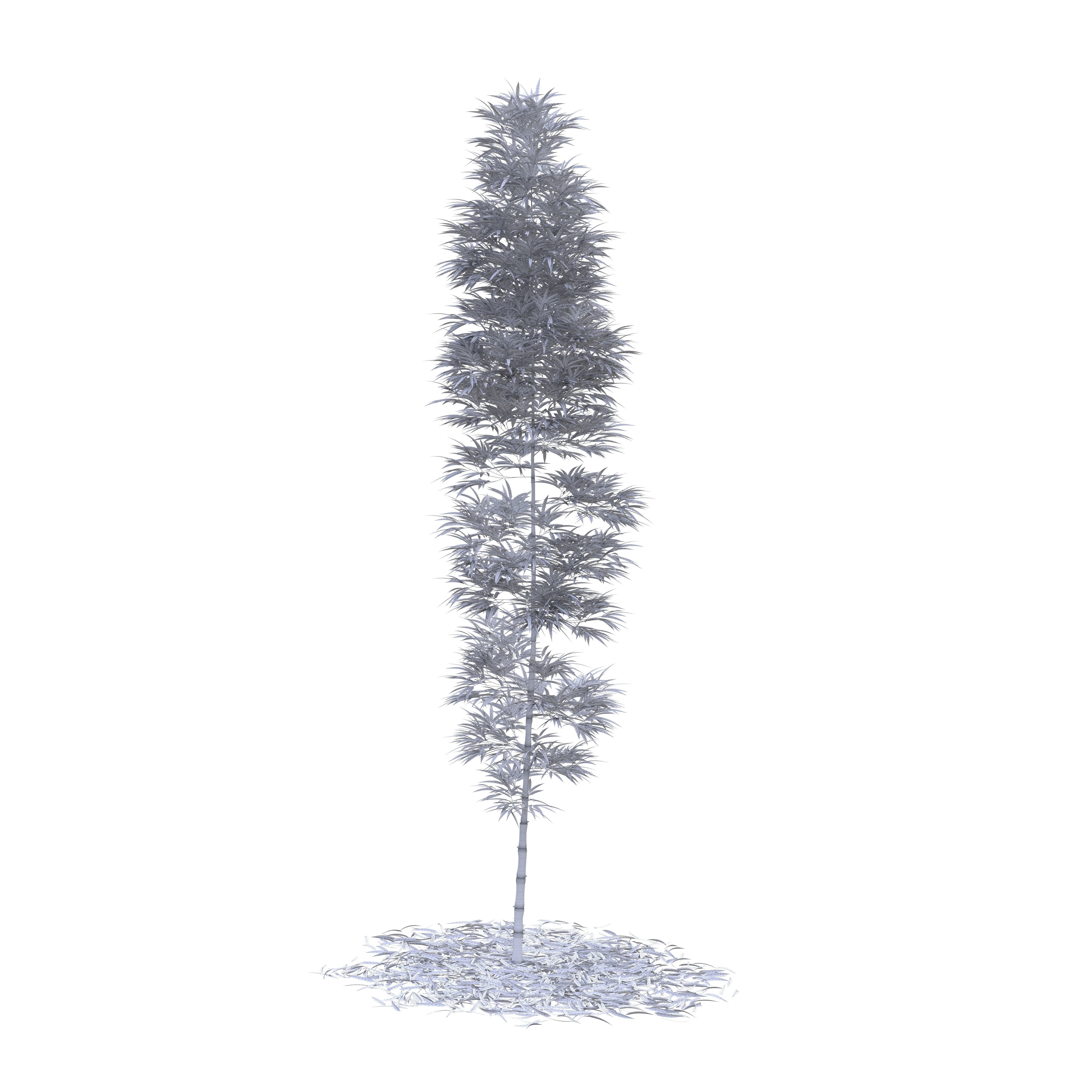 Bamboo Phyllostachys Aurea 5m 3D model_49