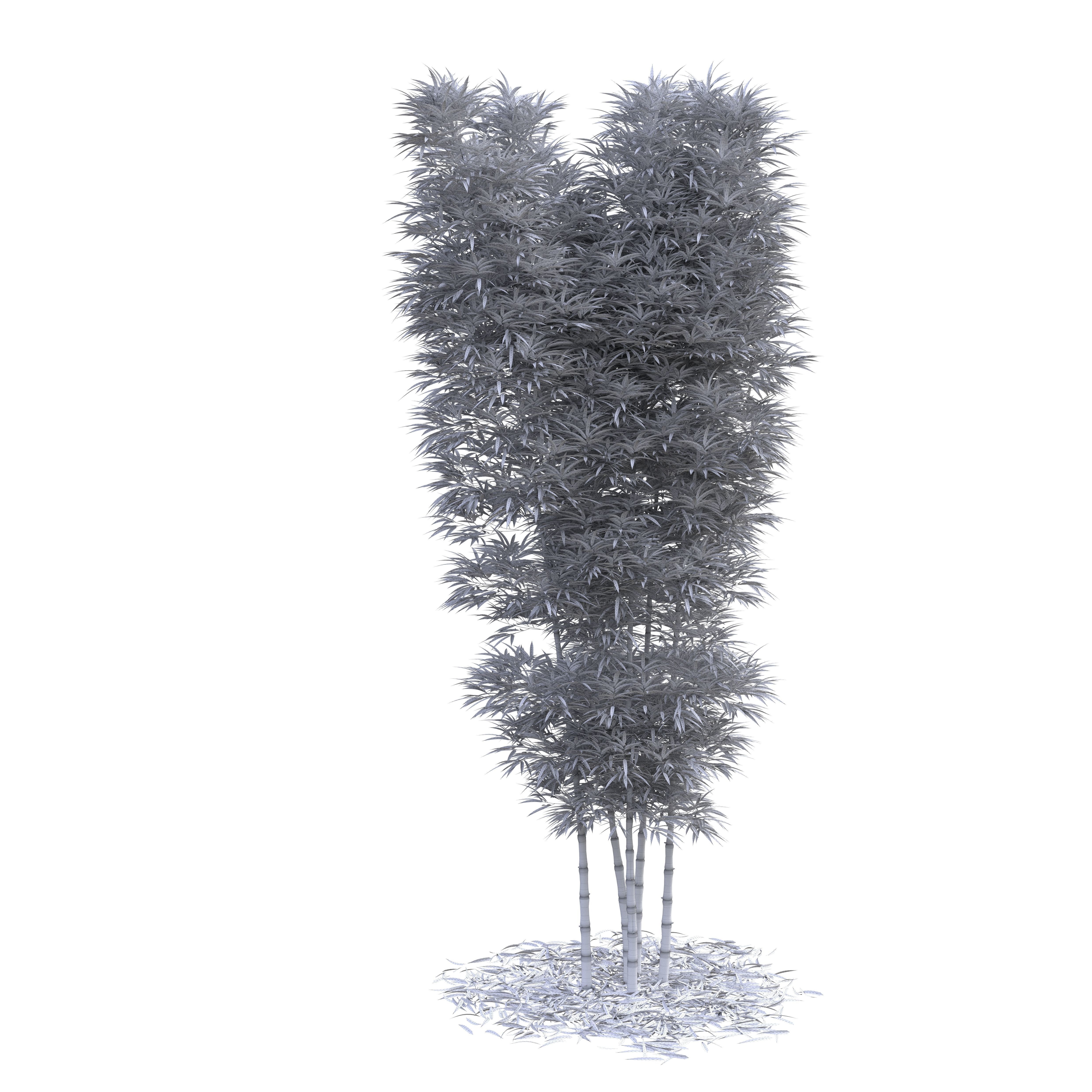 Bamboo Phyllostachys Aurea 5m 3D model_11