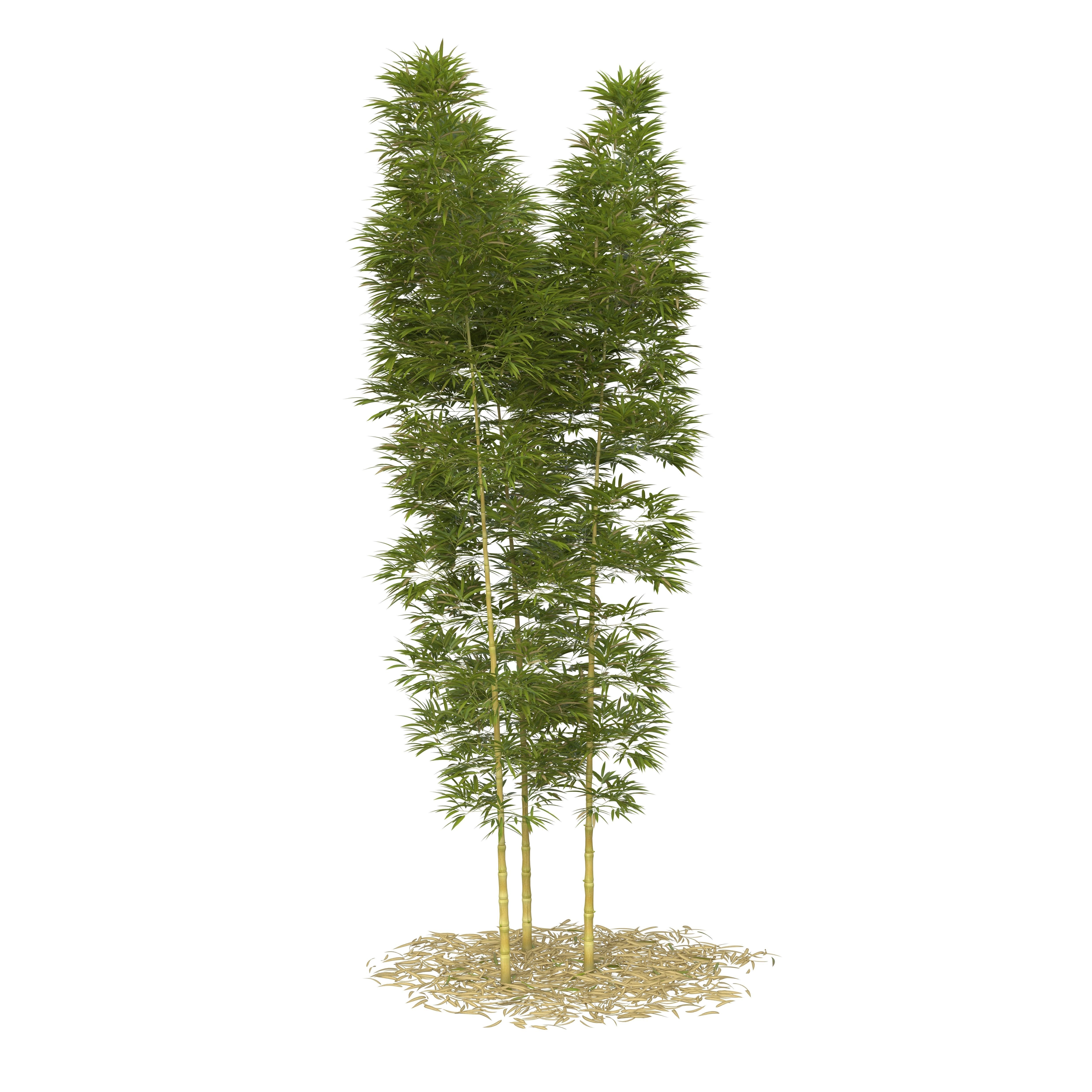 Bamboo Phyllostachys Aurea 5m 3D model_19